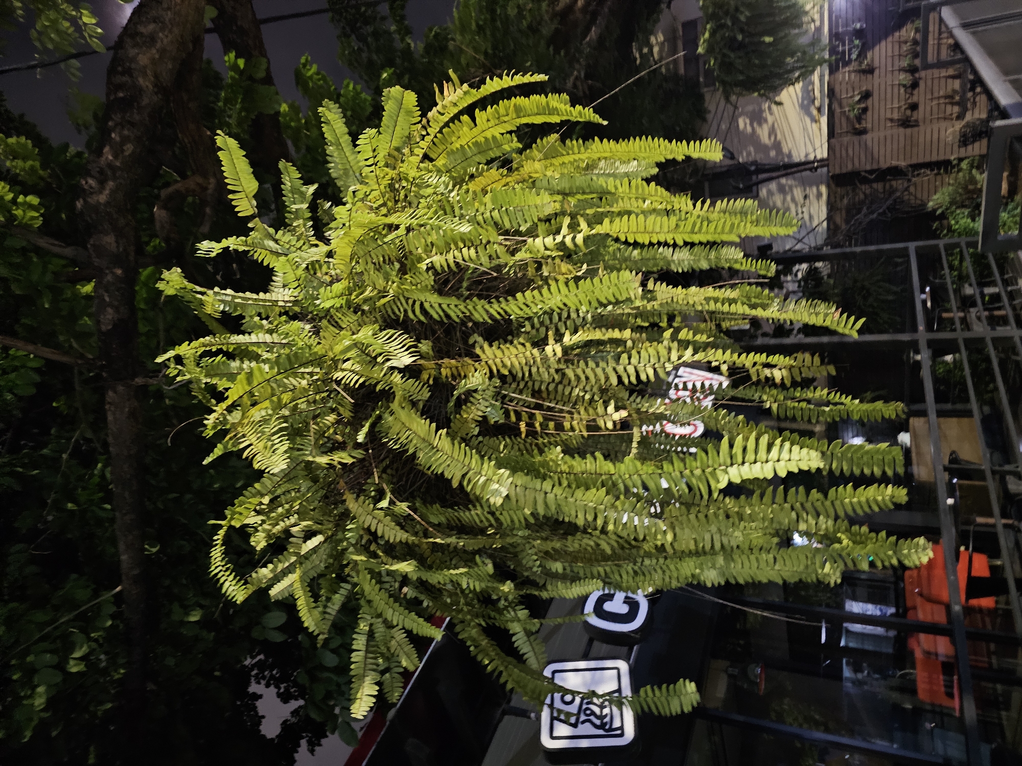 A hanging basket of ferns is suspended from a tree branch, with its fronds cascading downwards. In the background, a dark building with illuminated signage is visible. The signage includes the letters "C" and a logo with an image of a coffee cup. The scene is set at night, with artificial lighting illuminating the ferns and the building. The overall impression is one of an outdoor dining or retail area in an urban environment. The location is in Bangkok, Thailand, likely in a commercial district or street with cafes and shops.