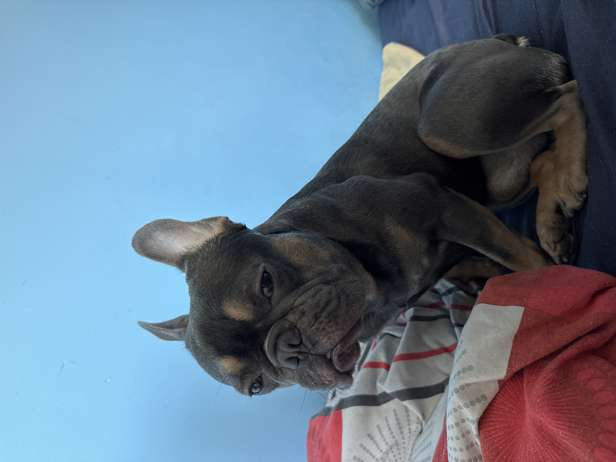 An eye-level shot captures a dark gray and tan French Bulldog puppy lying on a patterned bed. The puppy, with its distinctive bat ears and wrinkled face, looks directly into the camera with a calm, inquisitive expression. Its fur is predominantly dark gray, with lighter tan markings visible above its eyes, on its snout, and on its paws.
The puppy is resting on a bed covered with a white blanket featuring gray and red stripes and circular patterns, next to a solid red blanket. The background behind the dog is a plain, light blue surface, likely a wall. The image is oriented such that the dog appears to be lying on a horizontal surface, with the blue wall rising vertically. The lighting is soft and even, characteristic of indoor ambient light. There is no visible text in the image. The scene is set indoors, potentially in a home located in Burgas, Bulgaria.
