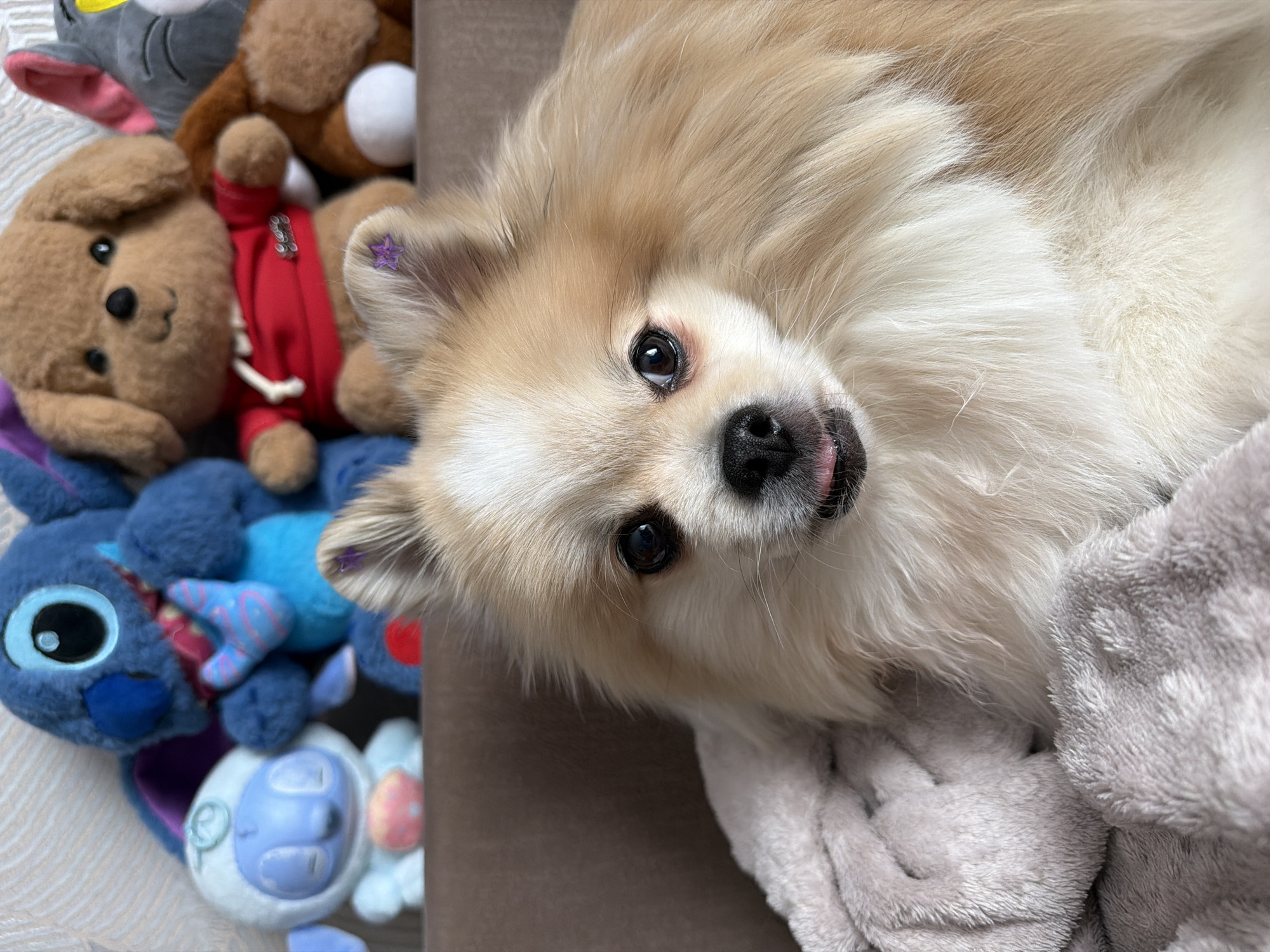 The image displays a close-up of a Pomeranian dog with tan and white fur, resting on a soft, grey blanket. The dog has its mouth slightly open, with its pink tongue visible. In the background, several plush toys are arranged, including a blue Stitch character, a white sheep-like toy, a brown teddy bear wearing a red hoodie, and a gray character with pink ears. The scene appears to be indoors, possibly in a domestic setting. There is no discernible connection to Saint Petersburg, Russia.
