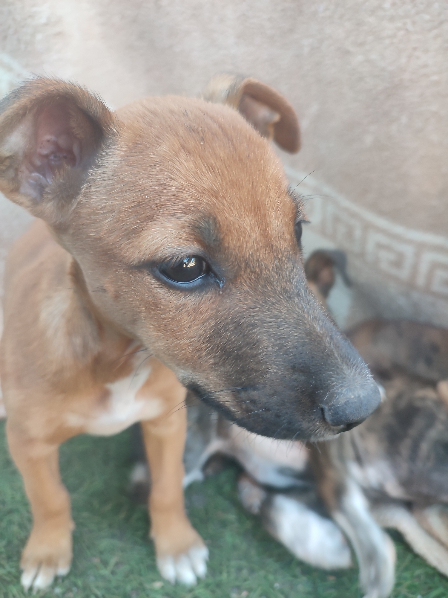 A close-up, eye-level, medium shot captures the head and upper body of a tan and white puppy. The puppy faces right, with its head angled down and to the right, and its dark eyes are focused on something out of frame. Its ears are perked up, with the right ear tilted slightly back. A lighter patch of fur is visible on its chest. The background is a blurred, light-colored wall with a decorative pattern, and to the right, other puppies can be seen lying down in a grassy area.