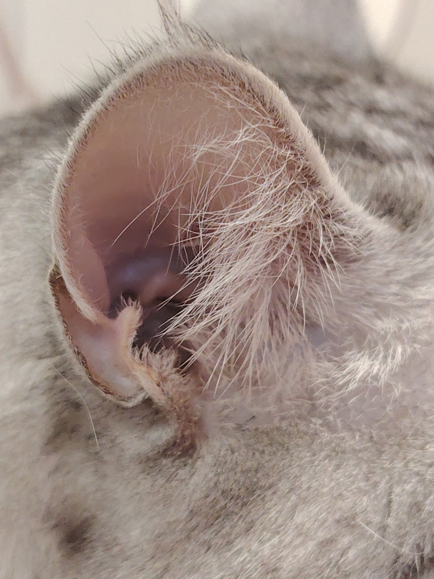 A close-up, high-resolution image captures the ear of a cat, with its surrounding fur. The ear itself is primarily light pink on the inside, with a dense growth of fine, delicate white hairs lining the inner surface and along the edges. Longer, more prominent white hairs, resembling bristles, emerge from deeper within the ear canal opening. The fur around the ear is a mix of grey and white, displaying subtle tabby patterns and varying textures. There appears to be some darker, possibly waxy or dirt-like, accumulation at the very bottom and lower-left area of the ear canal's entrance. The lighting is soft and diffused, highlighting the intricate details of the fur and the ear's structure. The subject is stationary, and no specific activity is taking place. The setting is indistinct, likely indoors or in a controlled, well-lit environment. There is no visible text in the image.