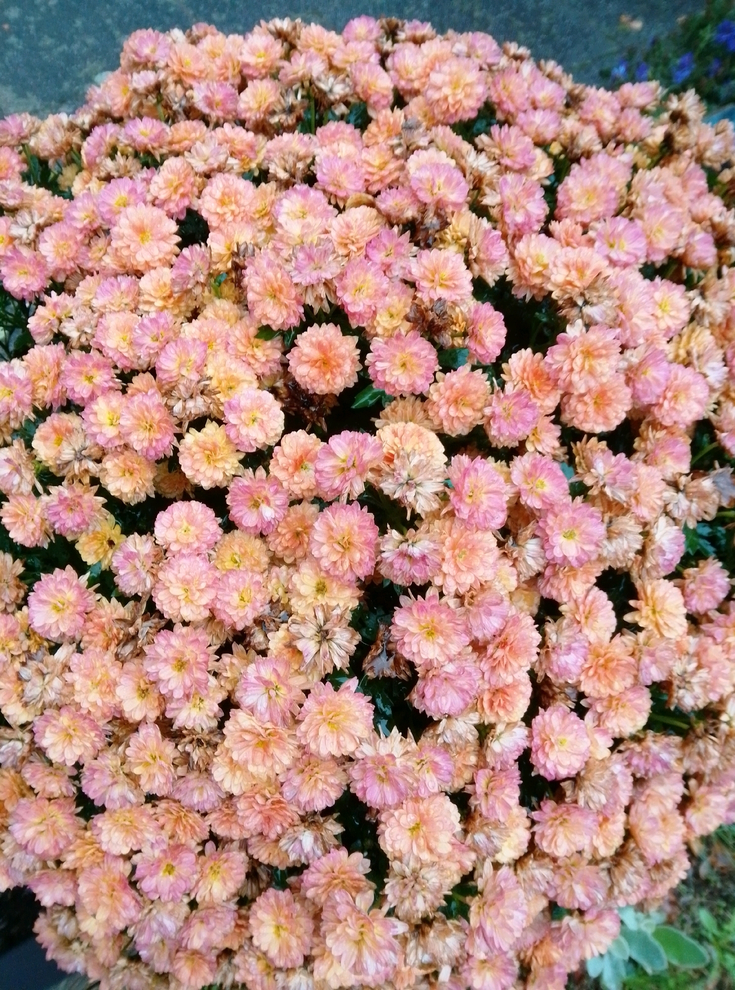 This image shows a close-up, overhead view of a large cluster of pink and orange mum flowers in bloom. The flowers are densely packed and fill the frame. Some of the flowers are fully open with visible yellow centers, while others are partially closed. There are some dry, brown leaves and petals interspersed with the fresh blooms, indicating the natural lifecycle of the flowers. The background is a dark, out-of-focus blur of greenery, suggesting the flowers are planted outdoors. There is no indication of human presence or any specific identifiable landmarks that would place this scene in Hamburg, Germany.