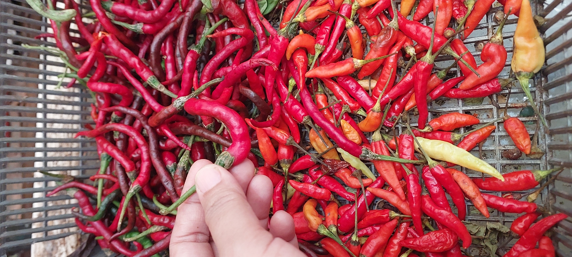 A close-up, high-angle shot captures a bounty of red chili peppers in a gray metal basket. A person's hand, with light skin, is visible on the left, gently holding a single green-stemmed chili pepper. The peppers are predominantly vibrant red, with some showing hints of dark red or even a slightly dried appearance. A few peppers exhibit lighter shades, ranging from yellow to orange. The basket's metal bars are visible beneath the peppers, suggesting an outdoor or market setting in Jayapura, Indonesia. The lighting suggests it is daytime.