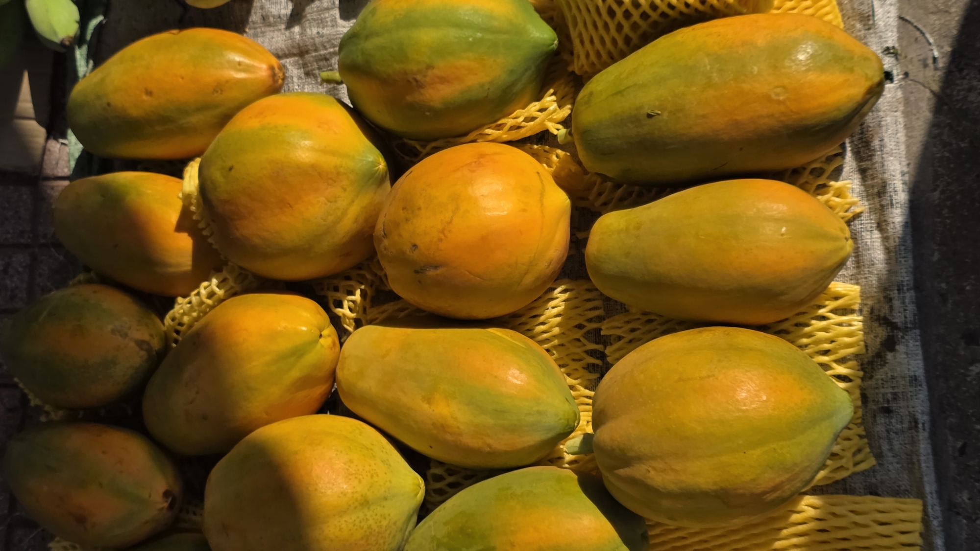 The image shows a collection of ripe papayas on a surface, possibly a table or stall, with a yellow net-like material separating them. The papayas are mostly yellow and orange, with some green patches. The lighting suggests an outdoor setting in daylight. The precise location in Bắc Nha Trang, Vietnam cannot be determined from the image alone.