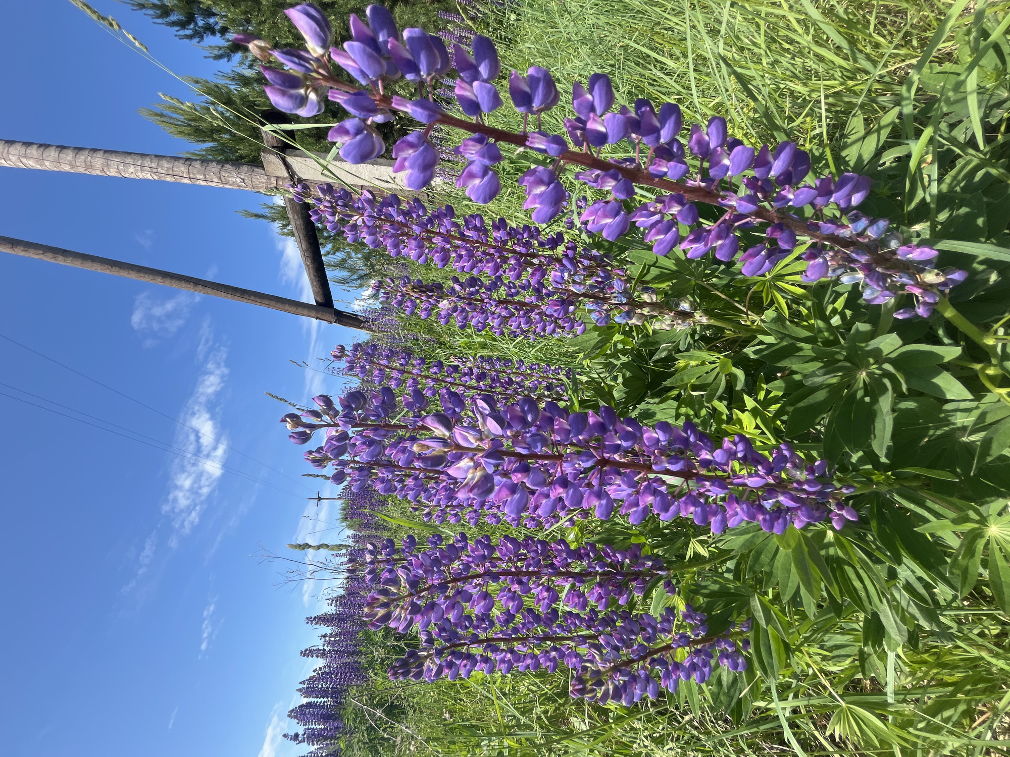 The image depicts a vibrant outdoor scene in Сосново, Russia, characterized by a dense field of purple lupine flowers under a clear blue sky. In the foreground, numerous tall, spired inflorescences of purple lupines stand prominently, surrounded by lush green foliage and blades of grass. The flowers exhibit varying shades of purple. The midground continues with an expansive field of similar lupine plants, stretching towards the horizon. In the background, a bright blue sky with a few sparse white clouds is visible. Several utility poles, appearing to be made of wood and concrete, with attached power lines, traverse the upper right portion of the frame. Beyond the lupine field and utility poles, a line of dark green trees or a forest edge is discernible. The scene is illuminated by strong natural sunlight, casting subtle shadows. No individuals or animals are present in the image.