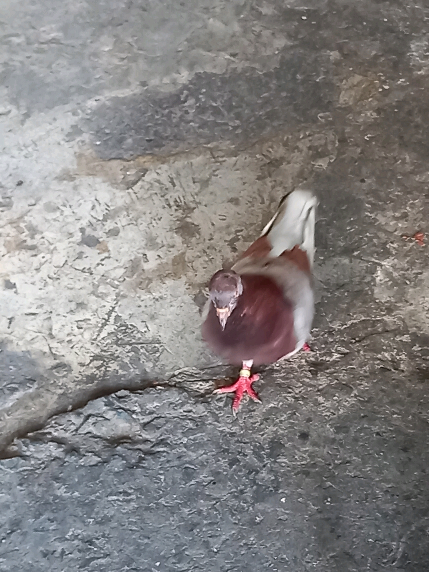 A pigeon with dark maroon and white plumage stands on a rough, gray concrete surface. The pigeon has a small yellow band around its right leg. Its beak is pointed forward, and its eyes are not clearly visible due to the angle. The background consists of more of the textured concrete, with some lighter gray and brown areas suggesting wear or staining. The overall lighting is dim. The scene is an outdoor urban environment in Samarinda, Indonesia.
