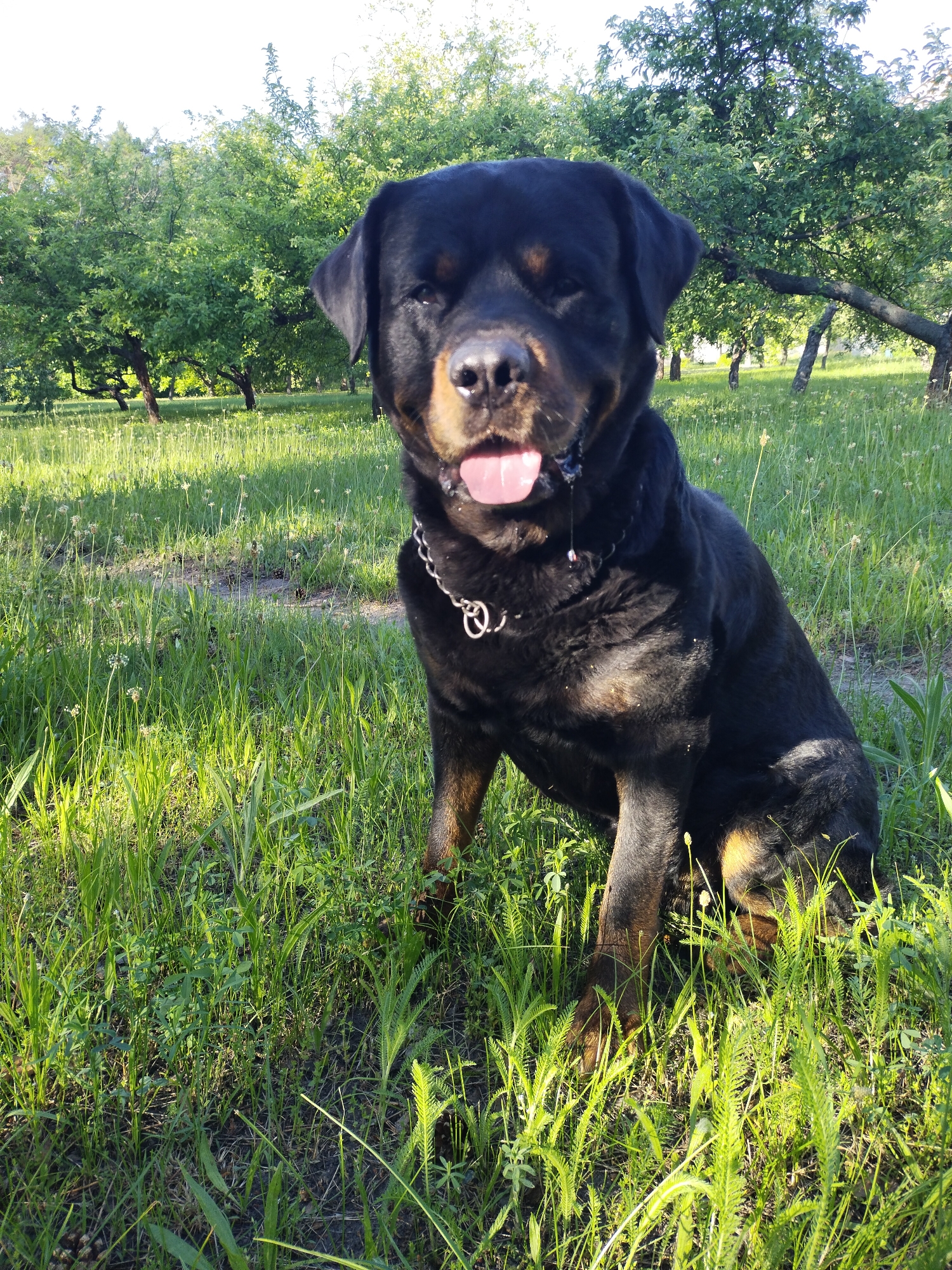 An outdoor, eye-level photograph captured in Horishni Plavni, Ukraine, depicts a Rottweiler dog sitting upright on a patch of sunlit green grass. The dog, predominantly black with tan markings on its muzzle, chest, and front paws, faces directly forward with its mouth slightly open, revealing a pink tongue. A strand of saliva is visible dripping from the left side of its mouth. A silver-colored metal chain collar with a circular ring is worn around its neck. The grass beneath the dog and in the foreground is lush and varied, displaying different species of plants and blades, some illuminated by direct sunlight creating strong highlights. In the background, a row of deciduous trees with full green canopies forms a natural backdrop, suggesting a park or orchard setting. The sky above the trees is bright white, indicating an overcast condition or overexposure.