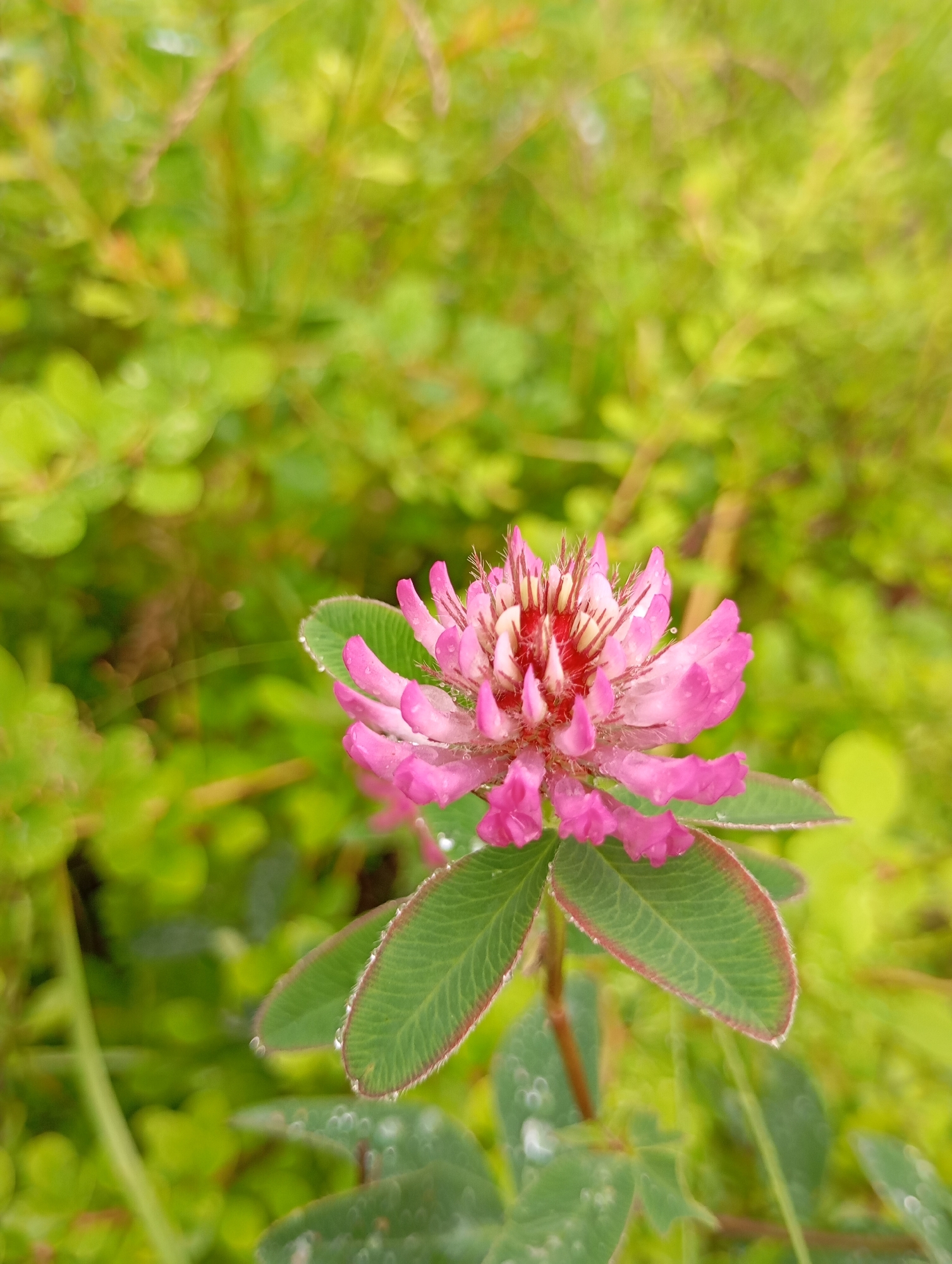 A close-up, eye-level shot focuses on a pink clover flower in bloom. The flower's head is a dense cluster of small, tubular petals, primarily pink with red and white accents in the center. Numerous water droplets cling to the petals, indicating recent rain or dew. Three green clover leaves with serrated, reddish-brown edges are visible beneath the flower head, also speckled with water droplets. The background is a soft, out-of-focus blur of vibrant green foliage, suggesting a natural, outdoor setting. The overall lighting is soft and diffused, contributing to the gentle and serene mood of the image. The scene depicts a single, dew-kissed clover flower against a backdrop of lush greenery, likely in a park or garden in Fokino, Russia.