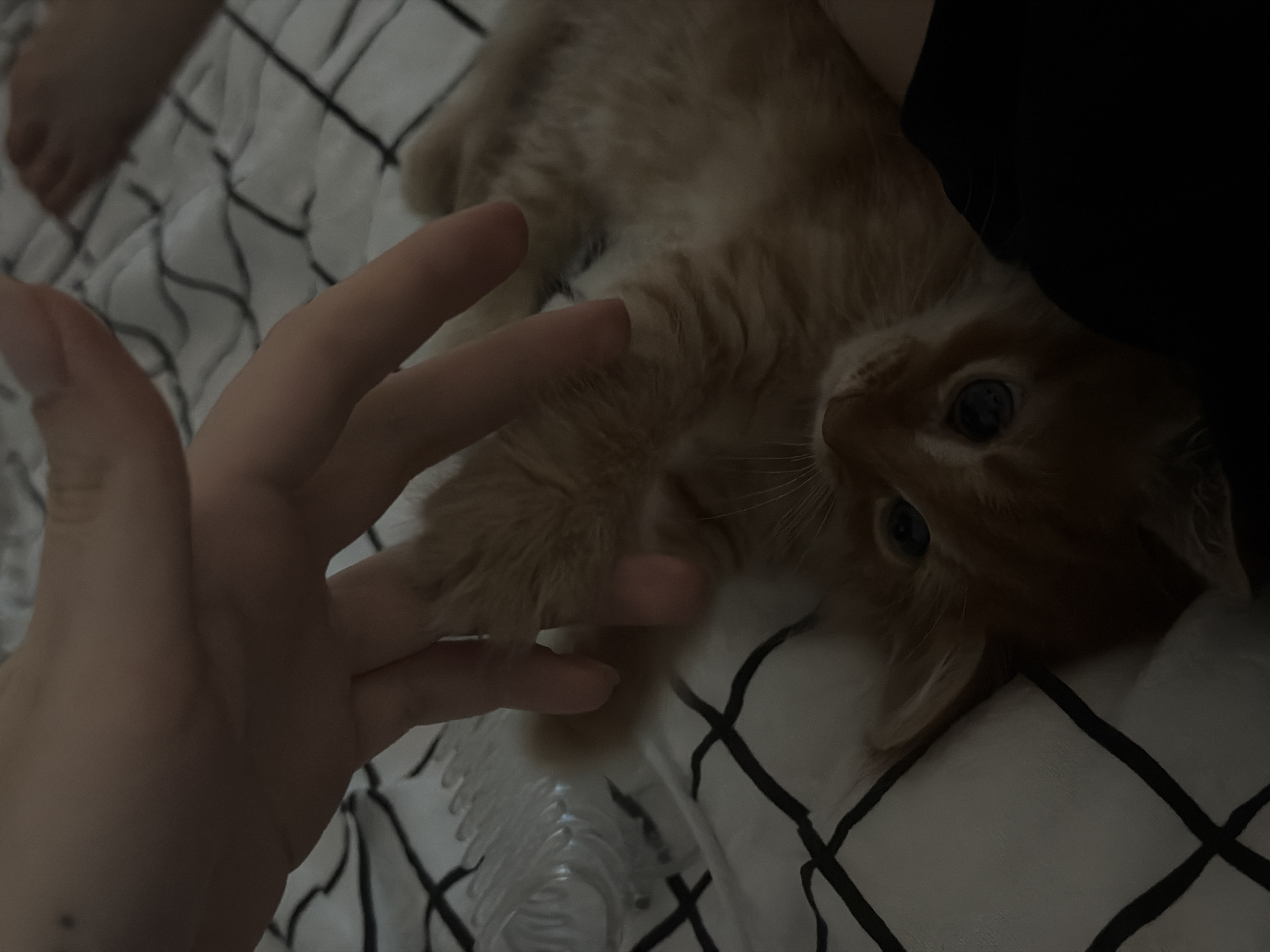 A human hand is positioned near an orange kitten lying on a bed covered with a white and black patterned sheet. The background includes a human foot, suggesting the presence of a person in the bed with the kitten. The image is dimly lit. There is no evidence to suggest that this image was taken in the city of Khimki, Russia.