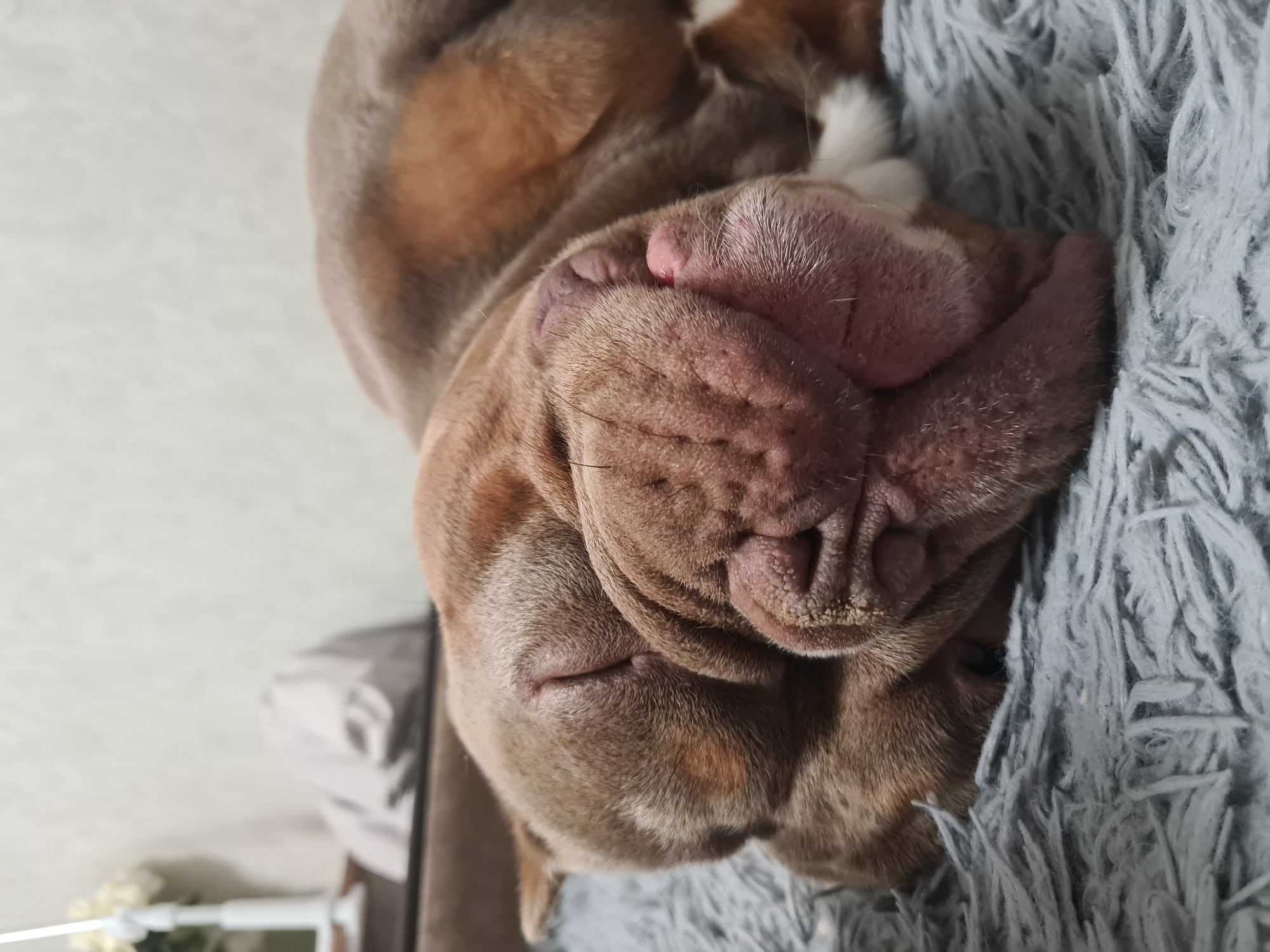 A close-up, eye-level shot shows a brown bulldog sleeping soundly on a gray, shaggy blanket. The dog's face is deeply wrinkled and resting on its side, with its snout and nose prominent. Its eyes are closed, and its mouth is slightly open, revealing a pink tongue. The background is softly blurred, with hints of a white wall and what appears to be a plant or floral arrangement. The lighting is soft and natural. The scene takes place indoors, likely in a home setting.