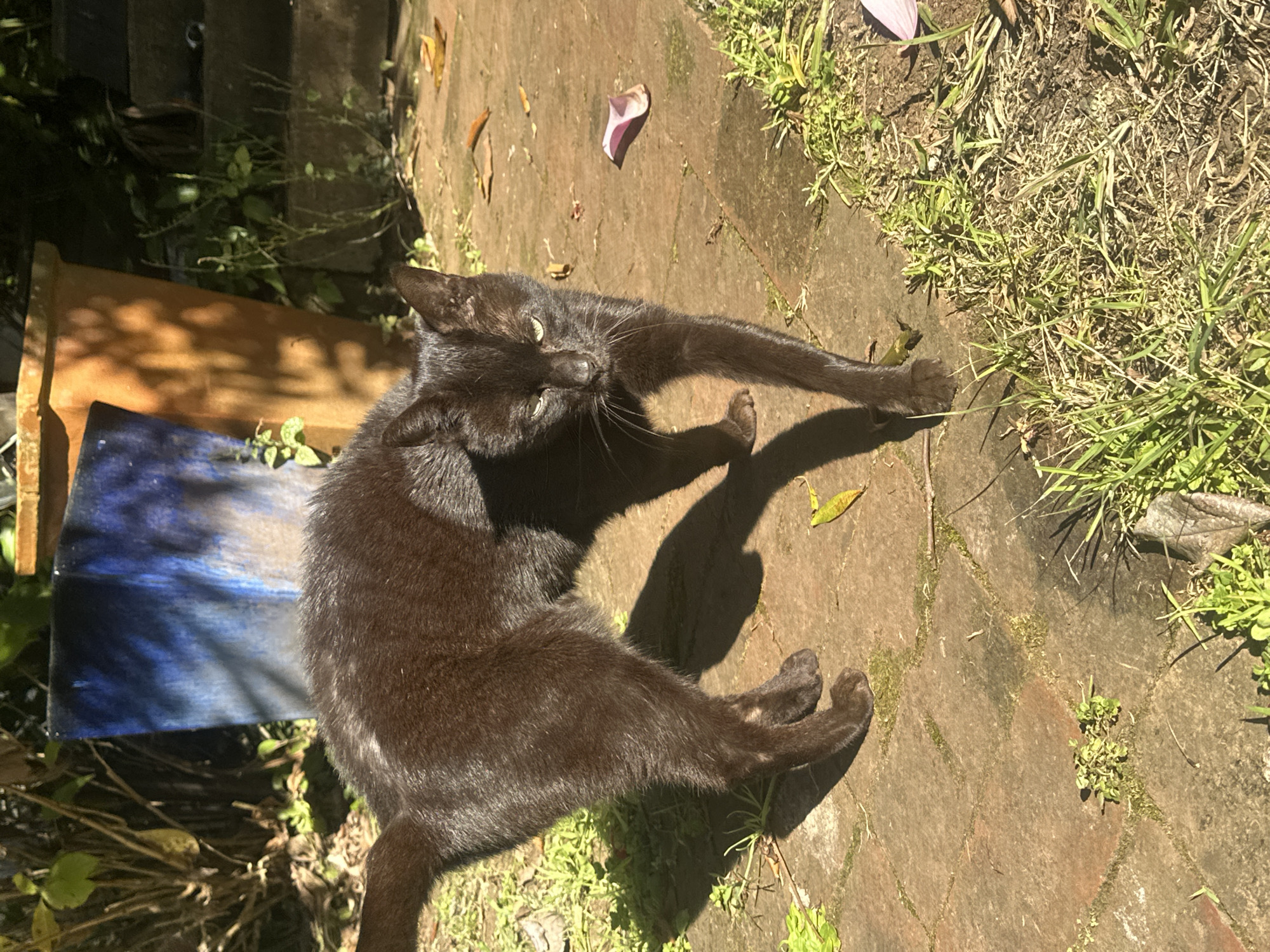 A black cat stands on a brick pathway in a garden. The cat is facing towards the viewer with its body arched and its tail raised. The cat's fur appears dark brown in the sunlight. Behind the cat, there are several large planters, one of which is blue and has a textured surface, and another which is orange and appears to be made of terracotta. The pathway is bordered by grass and some fallen leaves. The overall lighting suggests it is daytime, with shadows cast by the cat and the planters. The location is described as a garden in Thora, Australia.