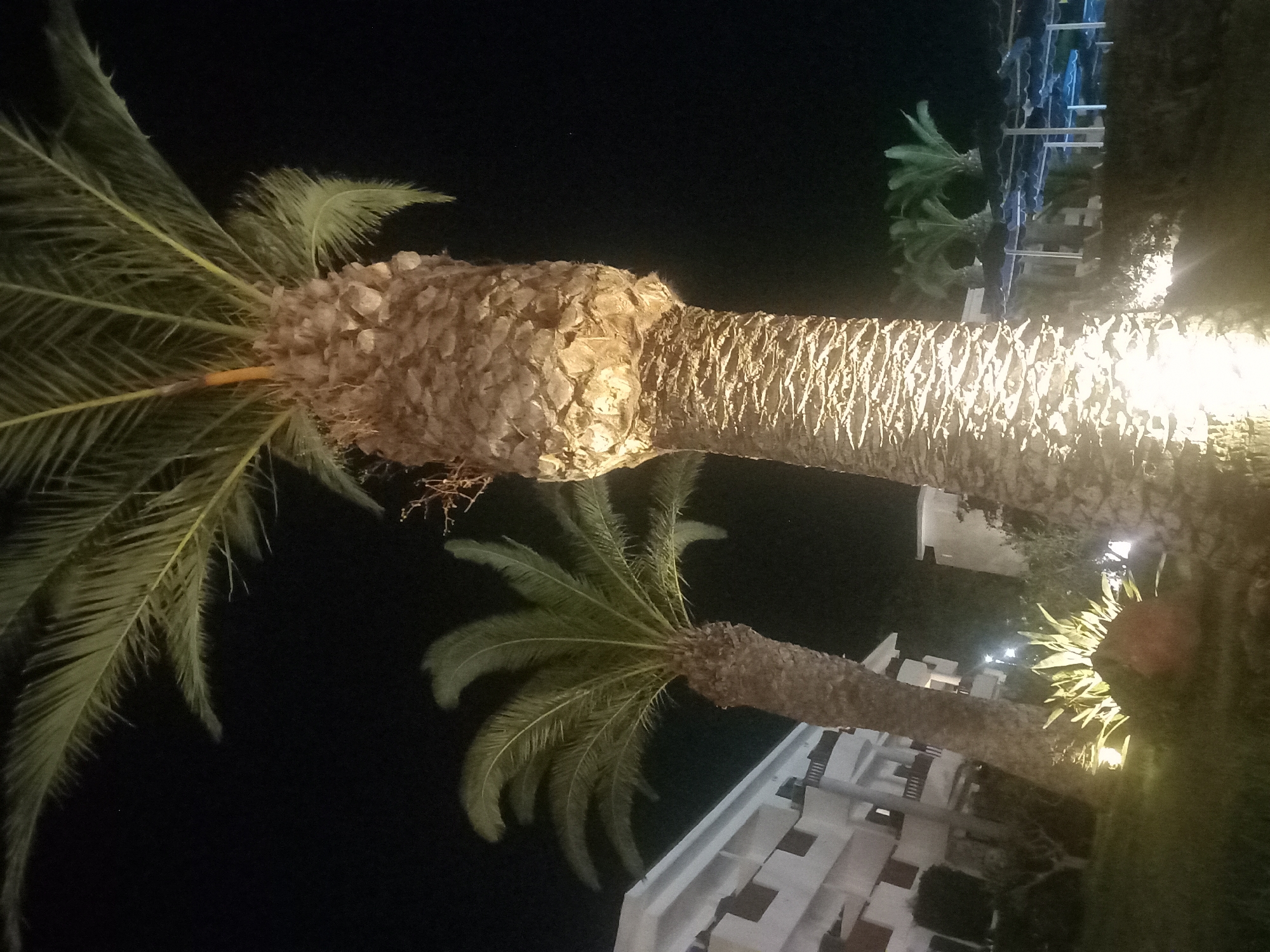 The image, taken at night, depicts a row of palm trees illuminated by artificial lighting. In the background, a white multi-story building with balconies is visible, suggesting a resort or hotel. Further in the distance, smaller palm trees and a structure with blue awnings, possibly a bar or pool area, can be seen. The foreground is dominated by the trunks of two large palm trees. The overall scene suggests a tropical or Mediterranean setting. The lighting creates strong shadows and highlights on the textured bark of the palm trees, and illuminates the surrounding foliage and ground cover. The location is identified as the city of Kos, Greece.