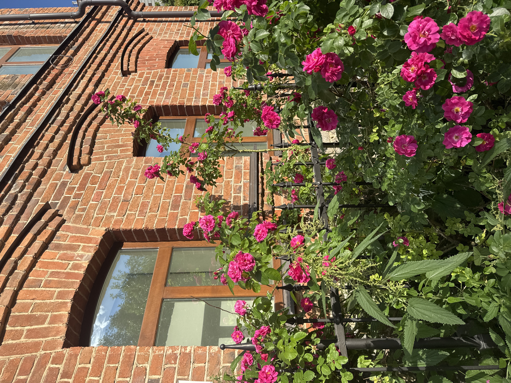 The image shows a close-up of a brick building with a garden in front of it. The building is made of red brick and has several windows. The garden is filled with pink roses and green foliage. The scene appears to be in a residential area, possibly in Yekaterinburg, Russia, given the architectural style. There are no people or animals visible in the image. The sun is shining, casting shadows on the brick wall, indicating it is daytime. A black metal fence runs along the front of the garden.