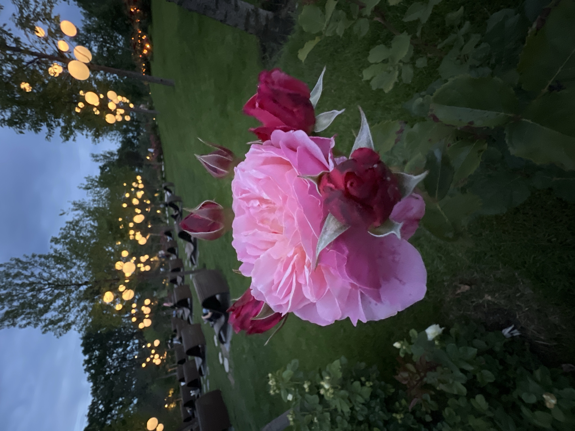 This media captures an outdoor evening scene, likely a special event, set in what appears to be a garden or park in Krasnodar, Russia.
In the immediate foreground, a cluster of roses dominates the view. A large, vibrant pink rose is in full bloom, showcasing numerous delicate petals, surrounded by several darker red or magenta rosebuds and fresh green foliage.
The midground reveals rows of dark-colored chairs, possibly made of wood or metal, neatly arranged on a well-maintained green lawn. Several indistinct figures, likely guests or attendees, are seated in some of these chairs, suggesting an ongoing or即将开始的 gathering.
The background features tall trees from which numerous circular, warm-glowing lights are suspended, casting a soft illumination over the area. The sky is a twilight blue-grey, indicating that the photograph was taken at dusk or early evening, creating a serene and enchanting atmosphere. The overall impression is one of a peaceful and elegant outdoor celebration or ceremony, possibly a wedding, given the decorative lights and formal seating arrangement. No visible text is present in the image.