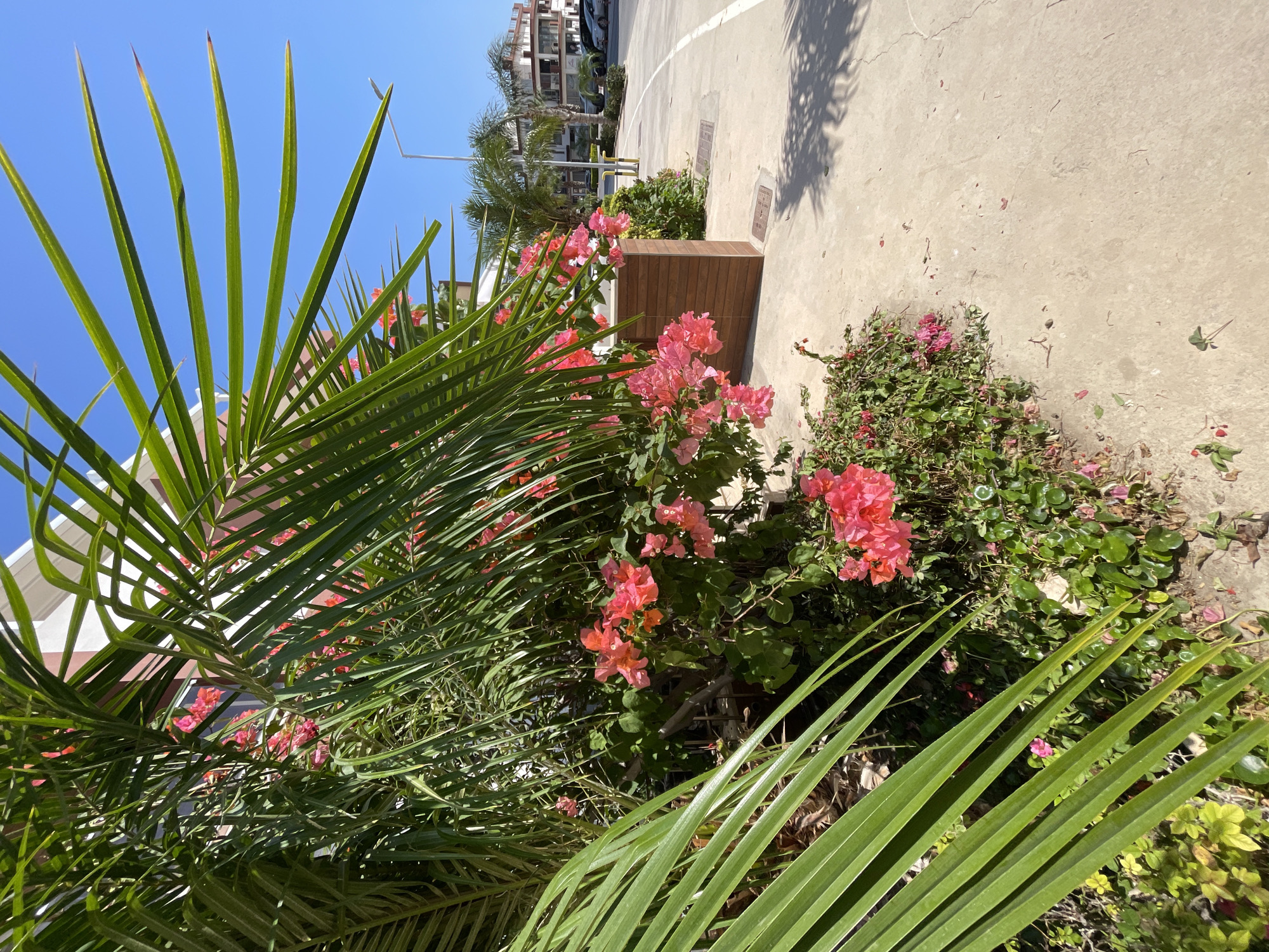 In Trikomo, Northern Cyprus, a vibrant scene unfolds along a paved walkway, bordered by lush greenery and the striking colors of bougainvillea. The foreground is dominated by the broad, green fronds of a palm tree, casting dappled shadows on the light-colored concrete path. To the left and center, clusters of bright pink and coral bougainvillea flowers burst with color, nestled amongst dense green foliage. A modern building with a red-toned facade and white trim is partially visible behind the plants. Further down the walkway, other palm trees and buildings suggest a coastal or resort-like setting. The sky is a clear, brilliant blue, indicating a sunny day. A street lamp stands to the right, casting a long shadow. Several cars are parked along the road visible in the background. The scene is peaceful and picturesque, evoking a sense of warmth and Mediterranean charm.