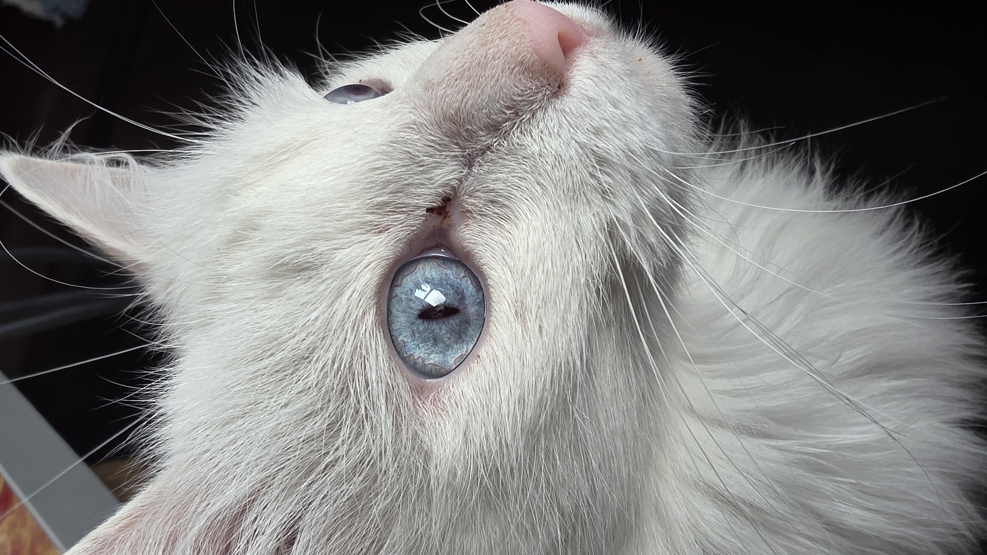 A close-up, side-profile shot focuses on the face of a white cat. The cat's fur is long and appears soft, with a slightly tousled texture. Its large, striking blue eyes are the central focus, with intricate patterns visible within the irises. The cat's nose is a delicate pink. Long, white whiskers extend outwards from its muzzle, adding to the creature's fine details. The background is dark and indistinct, making the white cat stand out prominently. The image appears to have been taken in an indoor setting.