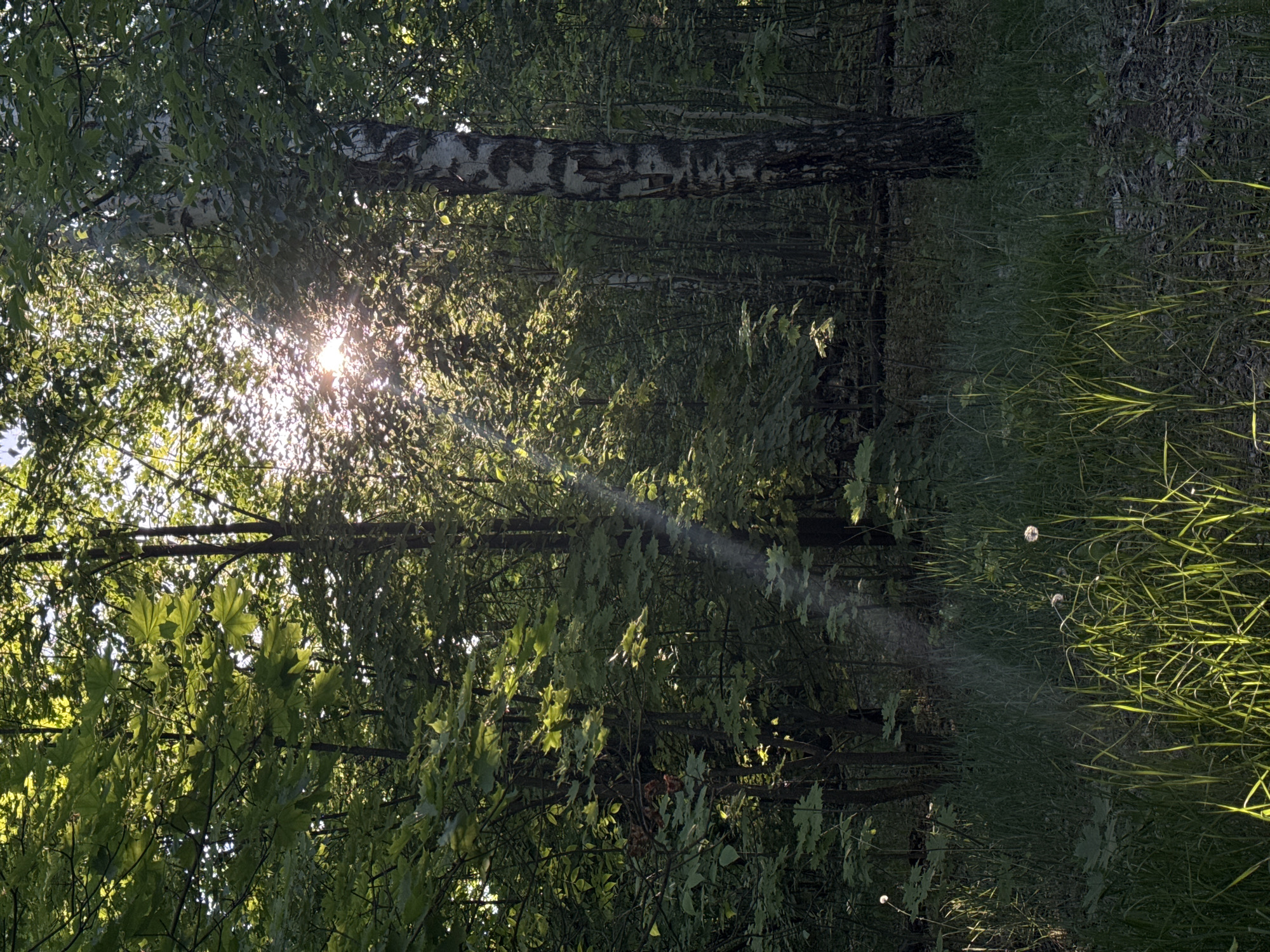 The image shows a sunlit forest landscape in Unknown, Unknown. The sun shines through the trees, creating a bright spot in the upper left portion of the image. A birch tree with its distinctive bark is visible in the background. Grass and dandelions grow in the foreground.