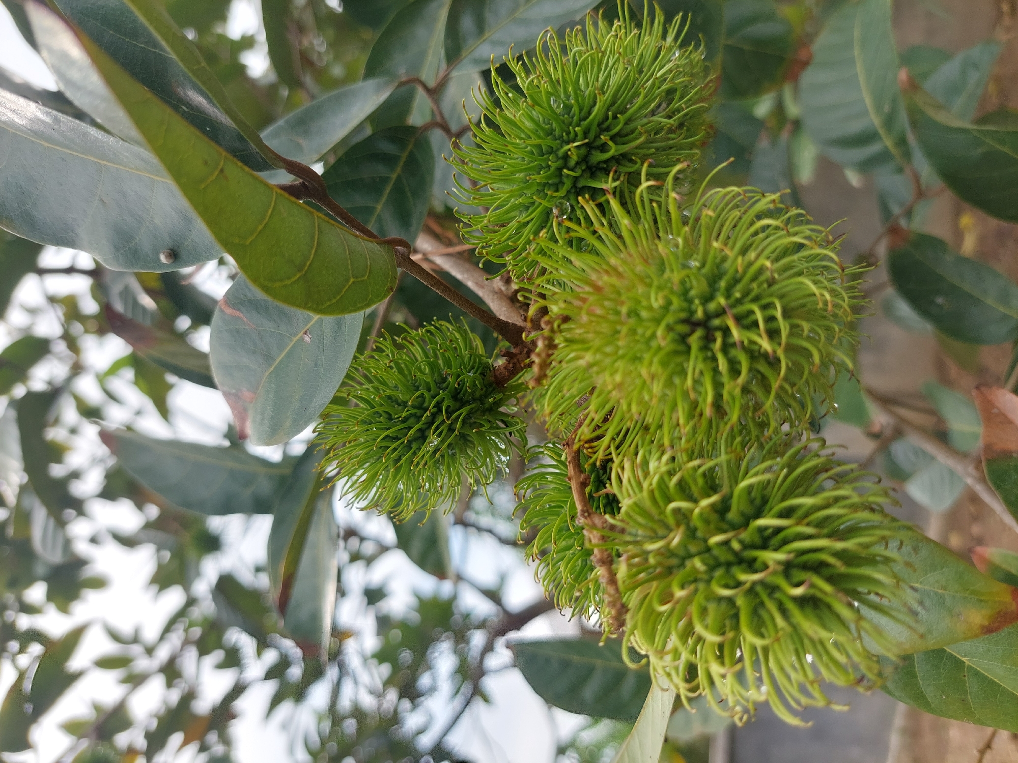 The image shows a close-up of unripe rambutan fruit growing on a branch. The fruits are green and covered in soft, spiky hairs. Several fruits are visible, clustered together. The background consists of green leaves and branches, with a hint of the sky and possibly some out-of-focus foliage. The scene appears to be in a natural outdoor environment, consistent with the location of Geulumpangsulu Timu, Indonesia, where rambutan trees are cultivated. There are no people or animals depicted in the image. The lighting suggests it might be daytime, with soft, diffused light.