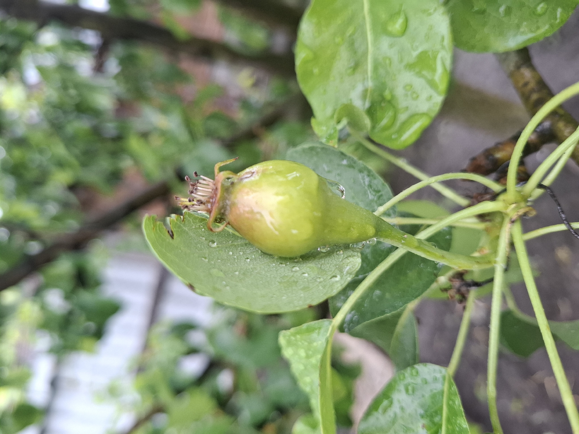 The image shows a small, developing pear on a tree in Khlevnoye, Russia. The pear is green and has water droplets on it and the surrounding leaves. The tree branch and leaves are also visible, with additional foliage in the blurred background.