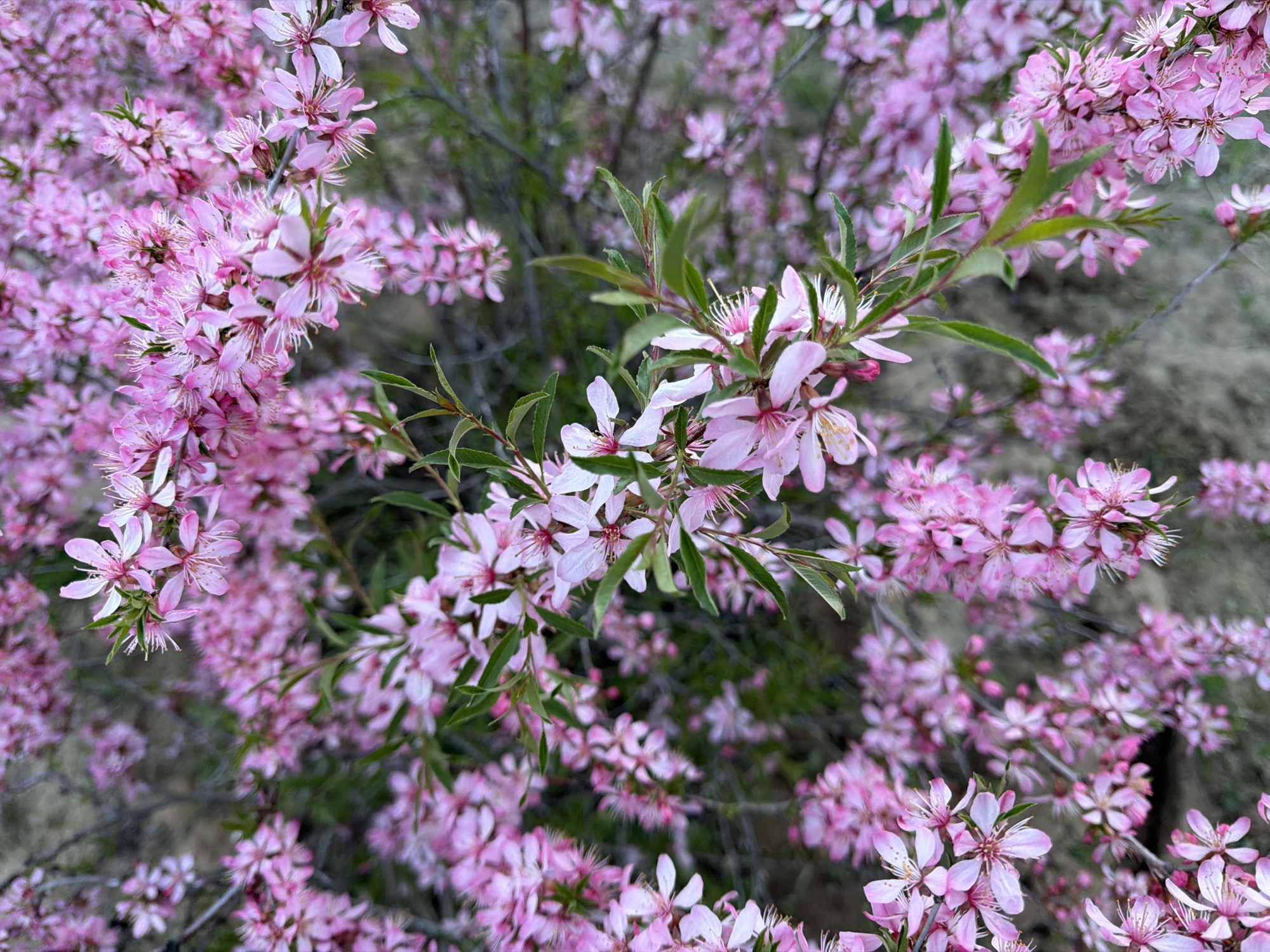 The image shows a close-up of a flowering shrub, likely a dwarf almond (Prunus tenella), covered in profuse pink blossoms. The flowers are small with five petals, and have a light pink color. Green leaves are interspersed among the blossoms. The background is blurred, suggesting a natural outdoor setting with other vegetation, perhaps a park or garden area. It is plausible that the plant is located in Chaikovsky, Russia, but that cannot be determined from the image alone. There are no people, animals, or visible interactions in the frame.