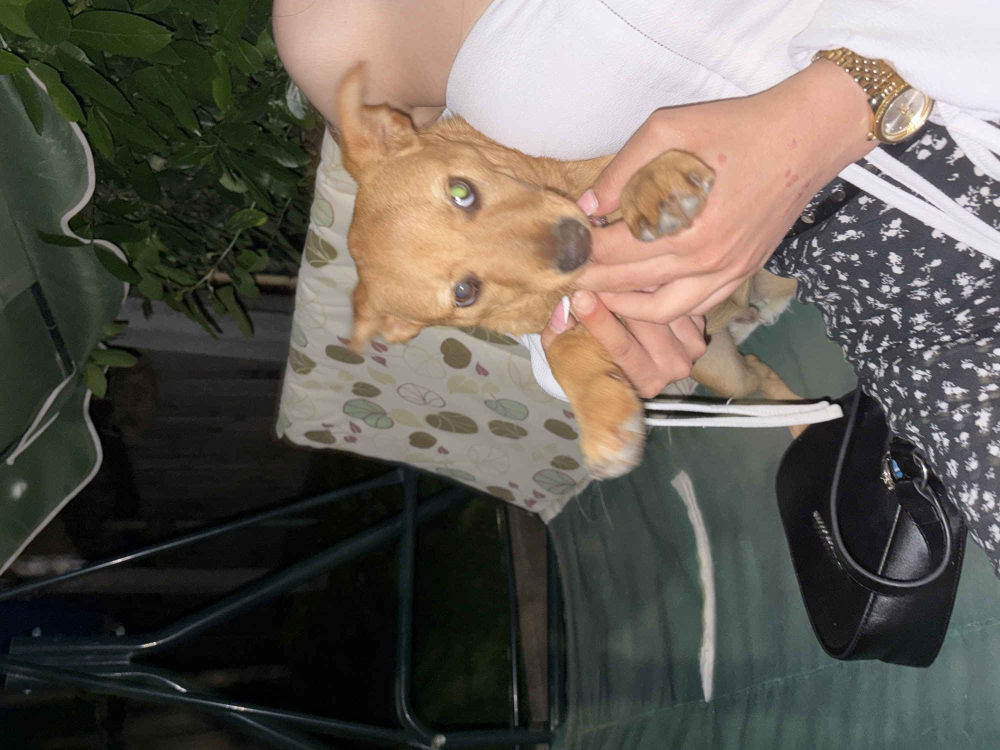 An outdoor, dimly lit scene depicts a person holding a small, tan-colored dog. The person is seated on a dark green surface, possibly a swing seat, visible on the lower left. A black handbag with silver hardware rests on the seat next to the person's leg. The person wears dark patterned trousers (black with white floral design) and a white top, with a bare shoulder visible on the upper right. A gold-toned watch with a link bracelet is on the person's right wrist. Both hands are holding the dog; small red marks are present on the back of the right hand. The dog, facing the camera, exhibits distinct heterochromatic eye reflections, with a blue/purple glow in its left eye and a bright green glow in its right eye, indicative of flash photography. Its snout is near the person's fingers. In the background, dark green metal structures of what appears to be a swing set are visible on the left, and dense dark green foliage borders the upper right. A light-colored cushion with a subtle leaf pattern is draped over part of the swing. The overall illumination suggests nighttime or low-light conditions, with foreground subjects highlighted by a flash.