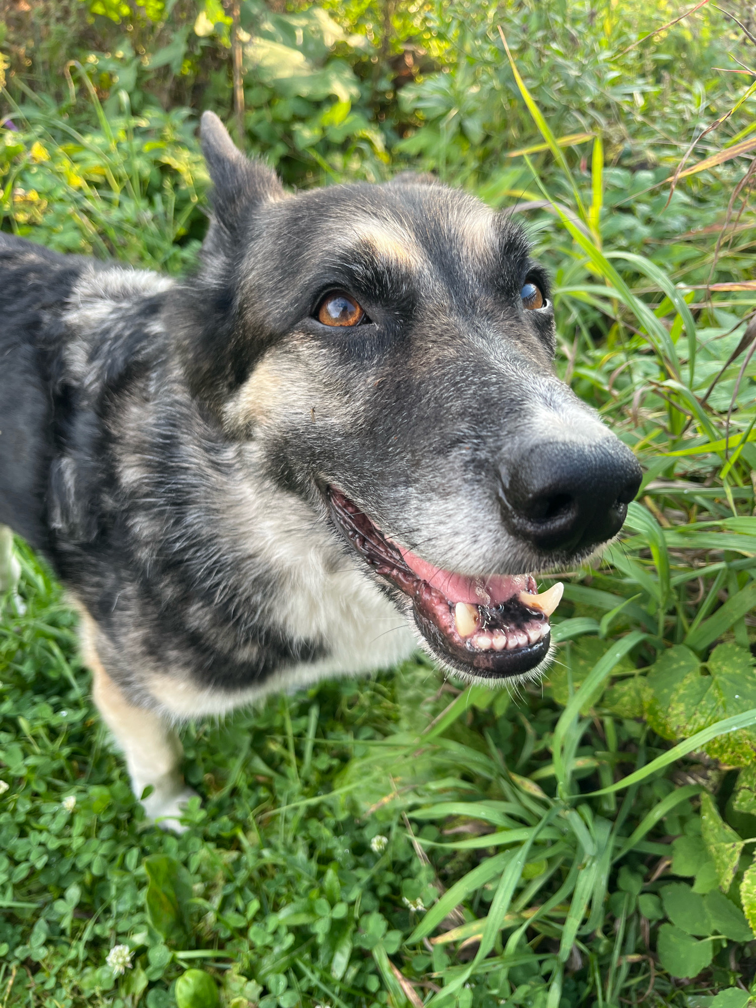 A close-up, eye-level shot captures a German Shepherd mix dog in a grassy outdoor environment. The dog's head is turned slightly to the right, with its mouth open, revealing its teeth and pink gums. Its fur displays a mix of black, gray, and tan markings. The background consists of lush green grass, clover, and various plants, with some out-of-focus foliage and sunlight in the upper left corner. The overall impression is of a healthy dog in a natural setting. There is no indication of the location being Nizhny Tagil, Russia.