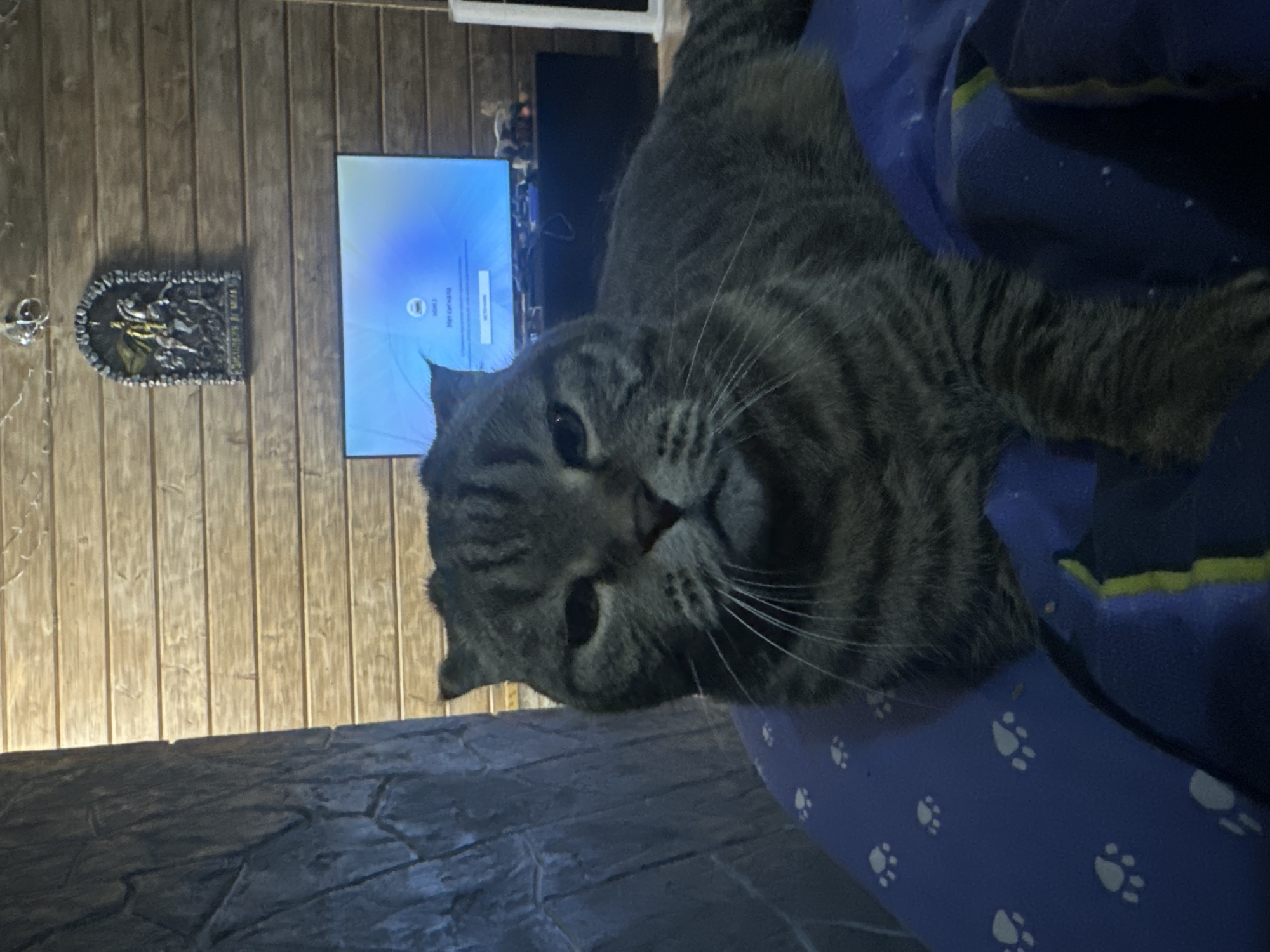 A grey tabby cat with folded ears is lying on a blue surface with white paw prints. The cat's head is turned towards the camera, and its expression appears weary. In the background, a television screen displays a "No Signal" message. The walls are paneled with light-colored wood, and a decorative plaque depicting a horse and rider is mounted on the wall above the television. A dark, textured surface is visible to the left of the cat. The scene is indoors, and the lighting suggests it is likely evening. There is no indication of the city of Virki, Russia.
