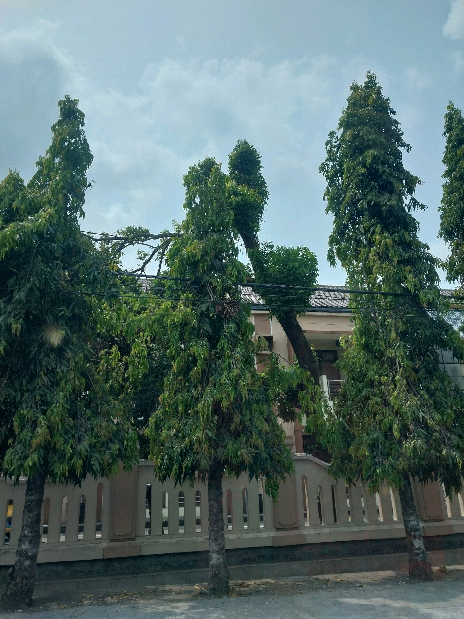 In Tirtomartani, Indonesia, a row of tall, slender evergreen trees with dense foliage lines a concrete fence. Behind the fence, a two-story building with a tiled roof and beige-colored walls is visible. The sky above is overcast with scattered clouds. The street in the foreground is paved and appears to be a road or sidewalk. The scene is static, with no visible people or activities. The trees are the dominant feature, creating a natural barrier in front of the residential or commercial building.