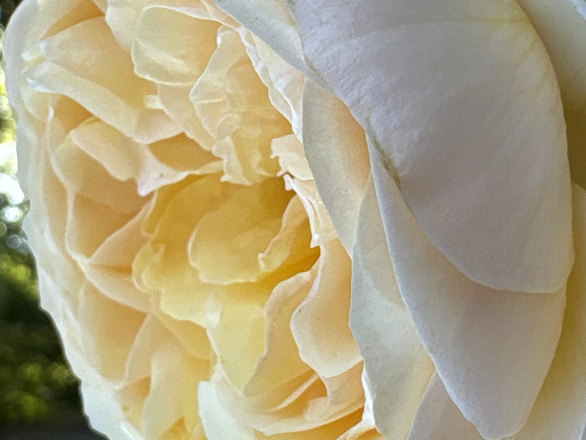 The image is a close-up, low-angle shot of a light yellow rose, with its petals taking up the entire frame. The background is out of focus and appears to be a garden with green foliage and dappled sunlight. There are no people, objects, or actions depicted in the image. The location in the city of Bobrov, Russia is not evident from the image.