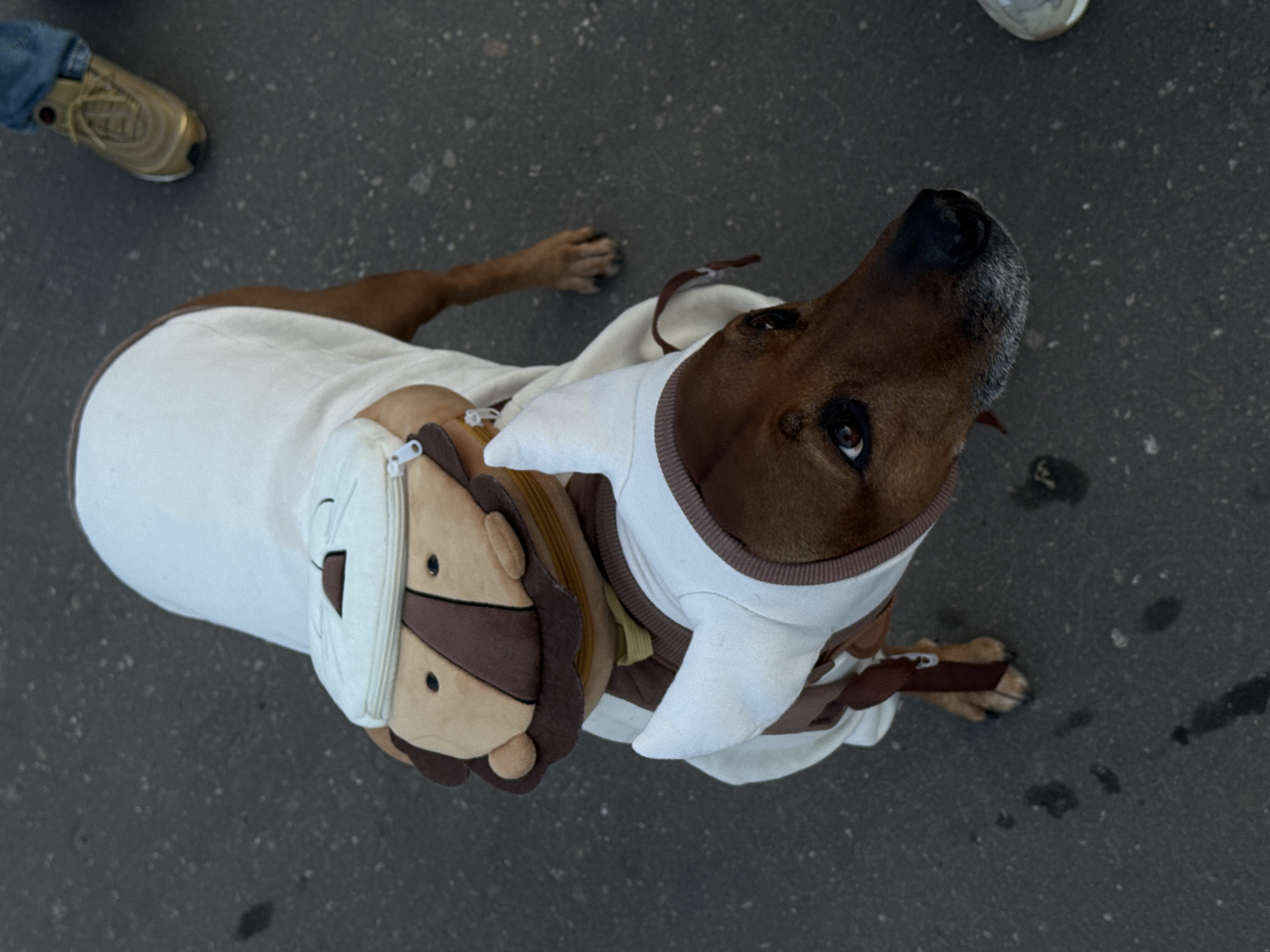 An overhead photograph captures a brown dog standing on a dark gray asphalt surface in Nizhny Novgorod, Russia. The dog is wearing a white, fitted top with brown trim around its neck and armholes. Attached to its back is a light brown plush lion's head, complete with a mane, which appears to be a decorative backpack or pouch, secured by brown straps of a harness. The dog is looking upwards and slightly to its right, its dark eyes showing attentiveness or curiosity.
In the upper left portion of the image, a human leg is visible, wearing blue jeans and a golden athletic shoe. A partial view of another person's light-colored shoe can be seen in the upper right. The asphalt ground features white speckles and several darker, irregular stains. The setting is outdoors, likely during daytime, under diffuse lighting as no harsh shadows are evident. The activity appears to be a casual walk or outdoor gathering involving the dog and its owner(s). No visible text is present in the image.