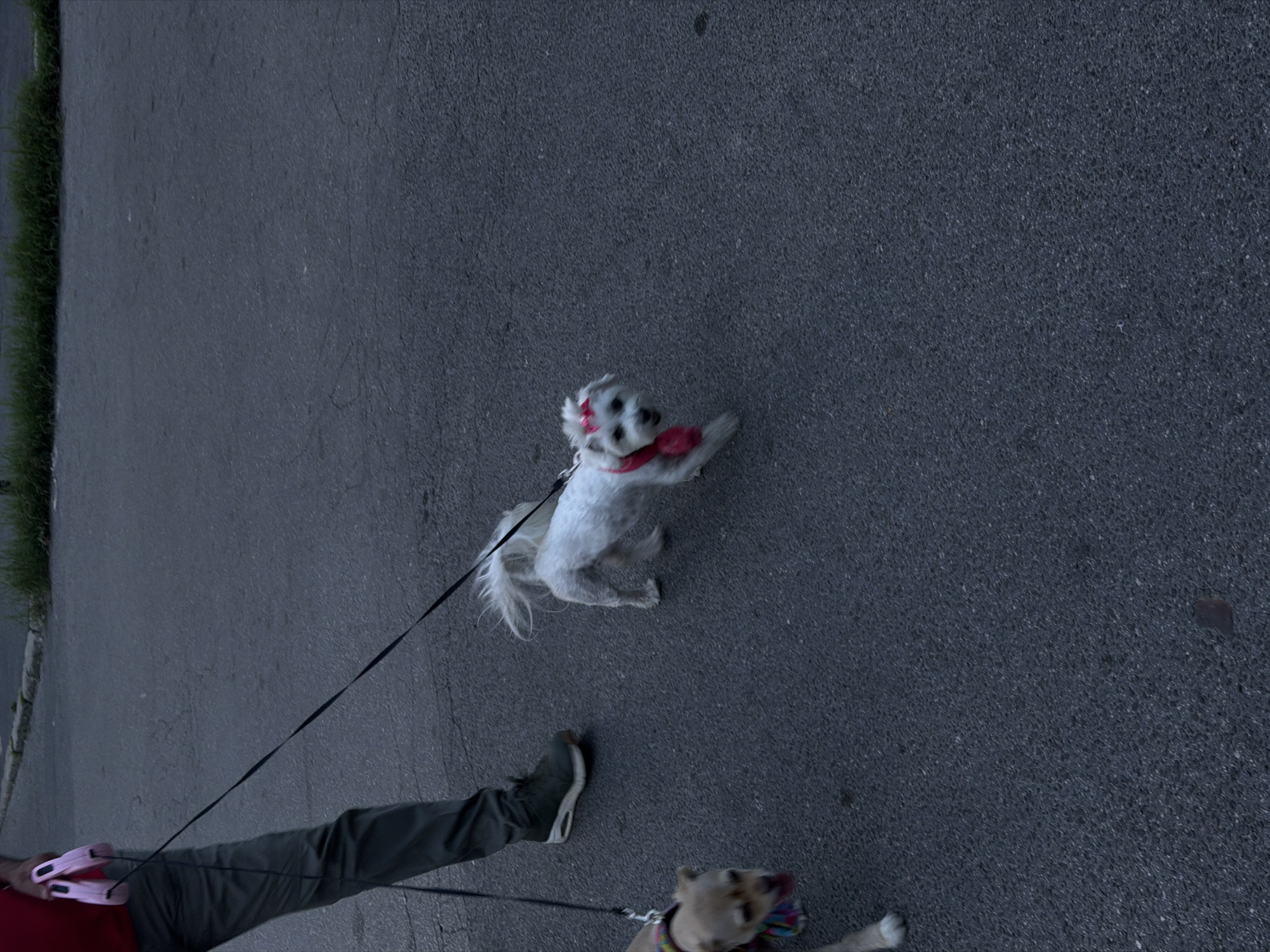 A person is walking two dogs on a leash on a paved road next to a patch of grass. One dog is small, white, and wearing a red bow. The other dog is tan with a colorful collar. The person is wearing dark pants, a red shirt, and dark shoes. The location appears to be an urban area in Palilula Urban Municipality, Serbia, indicated by the type of pavement and vegetation.