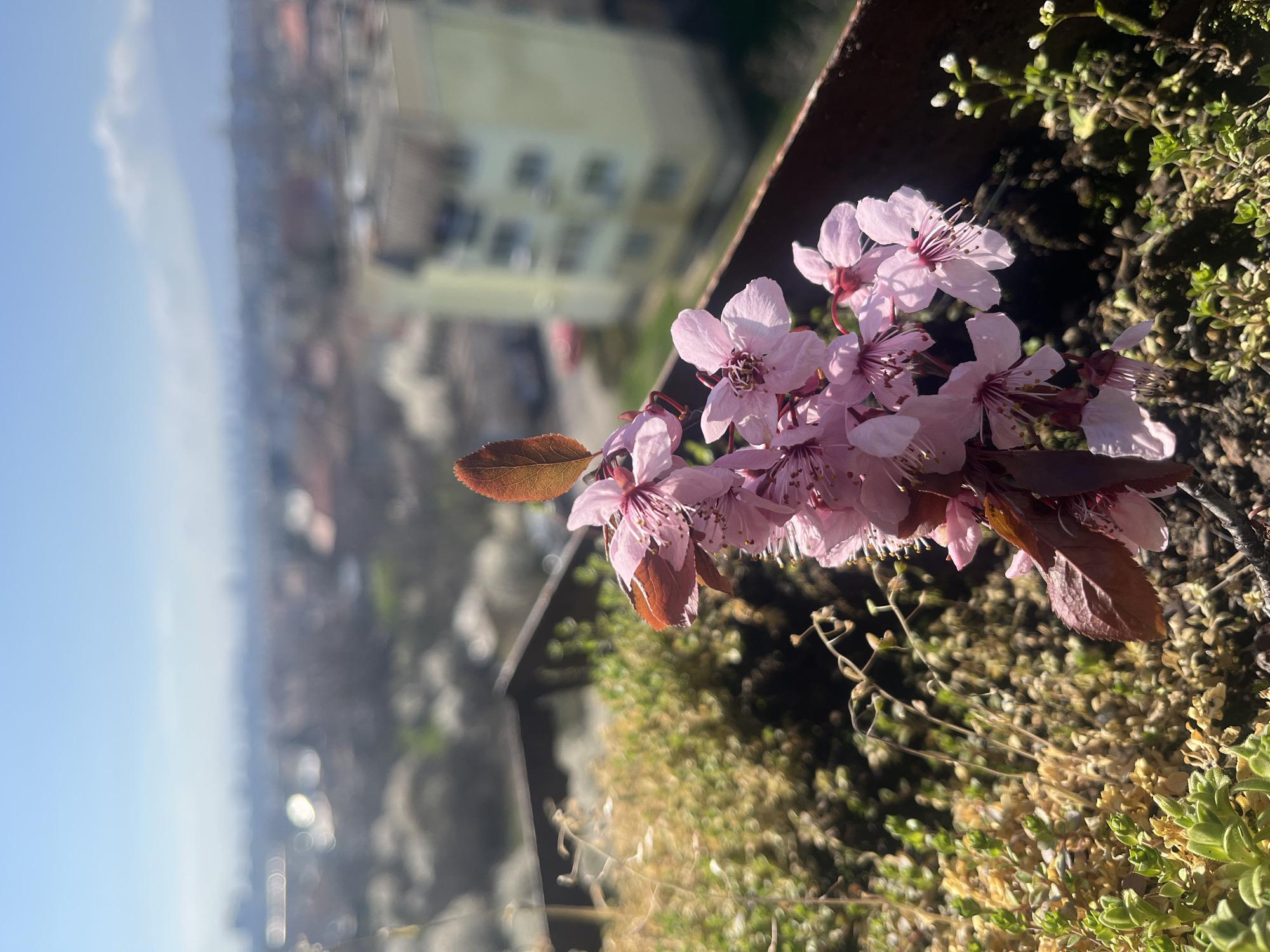The image presents a cluster of pink cherry blossom flowers in full bloom, positioned along a metal railing. The flowers are a light pink color with darker pink centers and delicate white stamen. Some leaves with a bronze-red hue are visible amongst the blossoms. The railing is dark and appears to be made of metal. Below the flowers and railing is a patch of green and yellow vegetation, including small plants and moss-like ground cover. In the blurred background is a cityscape, suggesting an urban setting. Buildings of varying heights and colors are visible, as well as a light blue sky. The photo seems to be taken from an elevated position, possibly a balcony or rooftop. Based on the architectural style and general appearance, the city in the background is likely Sofia, Bulgaria.