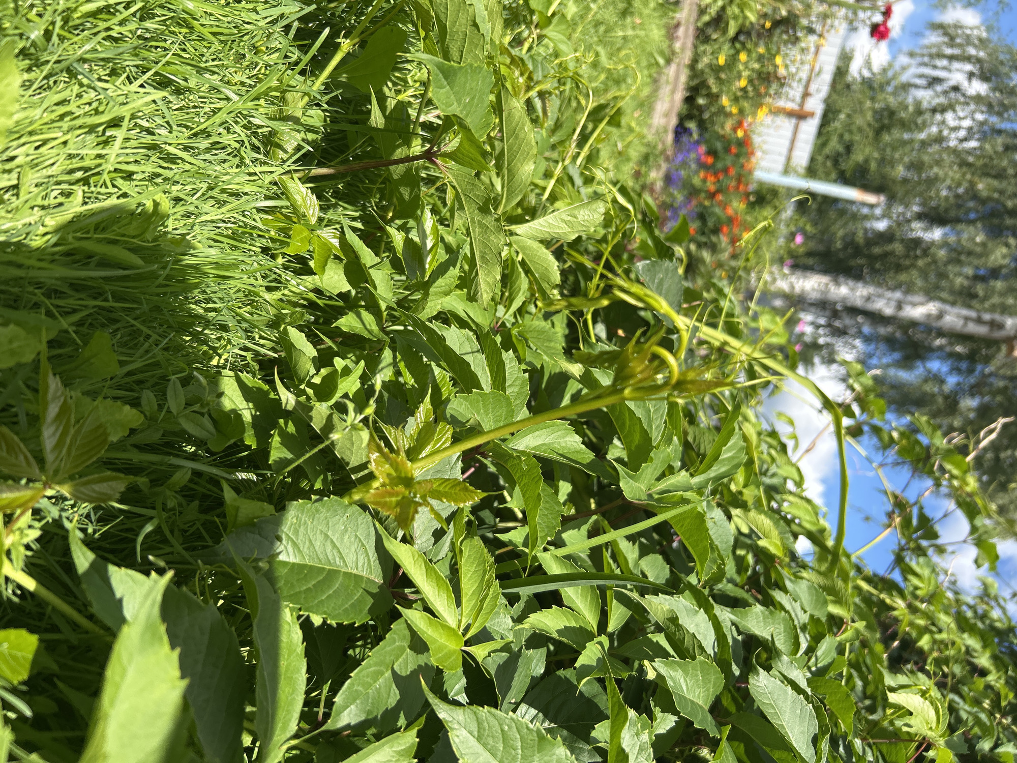 The image depicts a close-up, low-angle view of lush green foliage and grass in a garden setting, likely in Ozeretskoe, Russia, during daylight. The foreground is dominated by vibrant green grass and the thick, leafy vines of a plant, possibly Parthenocissus. The vines have tendrils and new growth, with some leaves showing a serrated edge. Sunlight casts shadows on the leaves, highlighting their texture. In the blurred background, a garden bed with colorful flowers – reds, oranges, yellows, and purples – is visible, along with a light-colored fence and the trunk of a birch tree. The sky above is a bright blue with scattered white clouds. There are no people or animals present in the scene.