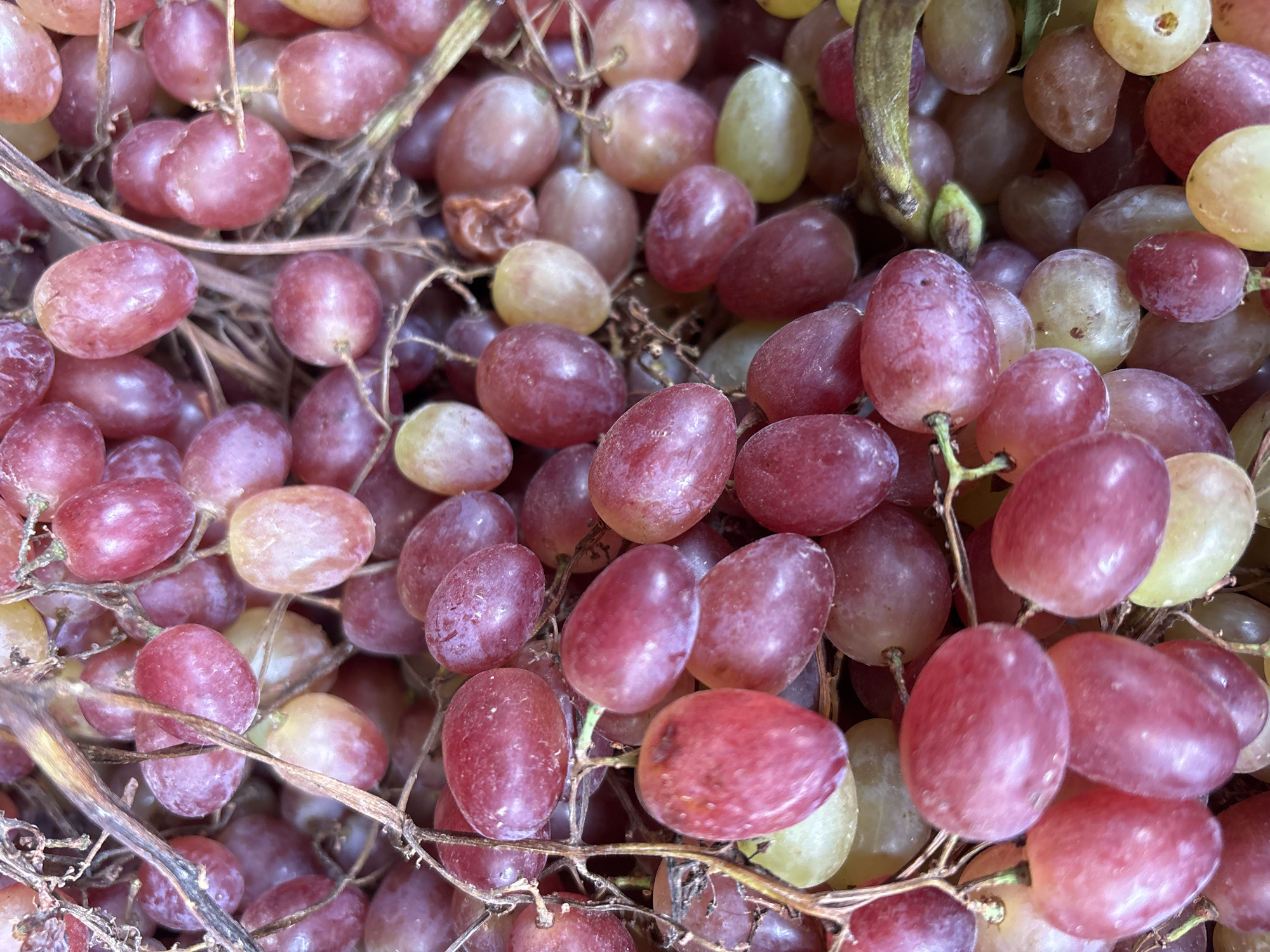 The image displays a close-up, overhead view of a large cluster of red grapes. The grapes are plump and oval-shaped, with a slight bloom on their skins, indicating freshness. Some grapes are a deep reddish-purple, while others are a lighter pink or pale green. They are still attached to their stems, which are thin and brown, interwoven with dry, withered leaves. The overall impression is of a bountiful harvest, likely from a vineyard. There are no people or discernible environmental features outside of the grapes themselves. The image does not contain any information that can be used to determine its location in Zvenigorod, Russia, or any other specific geographical location.