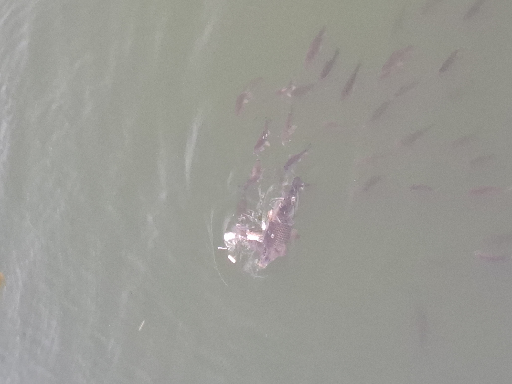 The image shows a body of water with fish. A large, dark-colored fish is surrounded by smaller fish. The water is murky. The location is likely in Plovdiv, Bulgaria, although there is no contextual information to determine the specific location or interactions.