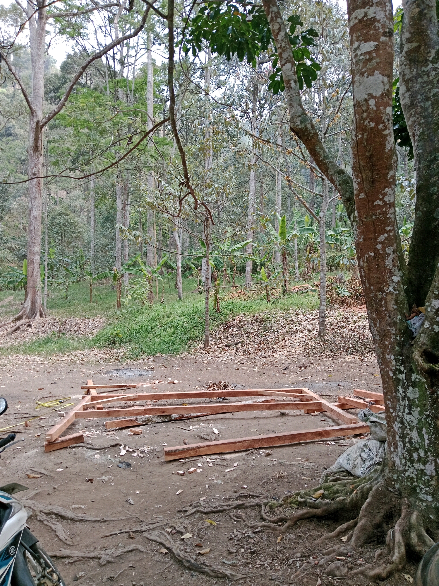 The image depicts an outdoor scene in Leuwikoja, Indonesia. In the foreground, a partially assembled wooden frame lies on the dirt ground, surrounded by wood scraps and fallen leaves. A motorcycle is partially visible on the left side of the frame, with its front wheel and handlebars in view. To the right, a large tree with exposed roots dominates the scene, with a white sack resting against its trunk. The background is a dense forest with numerous trees, including some banana plants, and a grassy undergrowth. The overall impression is one of a construction or work area within a natural, wooded environment.