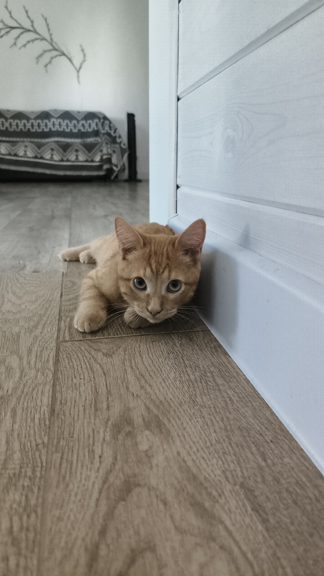 A ginger tabby kitten lies on its belly on a wooden floor, its front paws extended forward. The kitten is facing the camera, with wide, curious blue eyes and prominent whiskers. Its ears are perked up, and its tail is not visible. The kitten is positioned near the base of a white, slatted wall or door. In the background, a bed with a patterned blanket is visible, and a branch-like decoration hangs on a white wall. The overall setting appears to be an indoor environment, likely a room in a residential building. There is no indication of the location being in Сокуры, Russia.