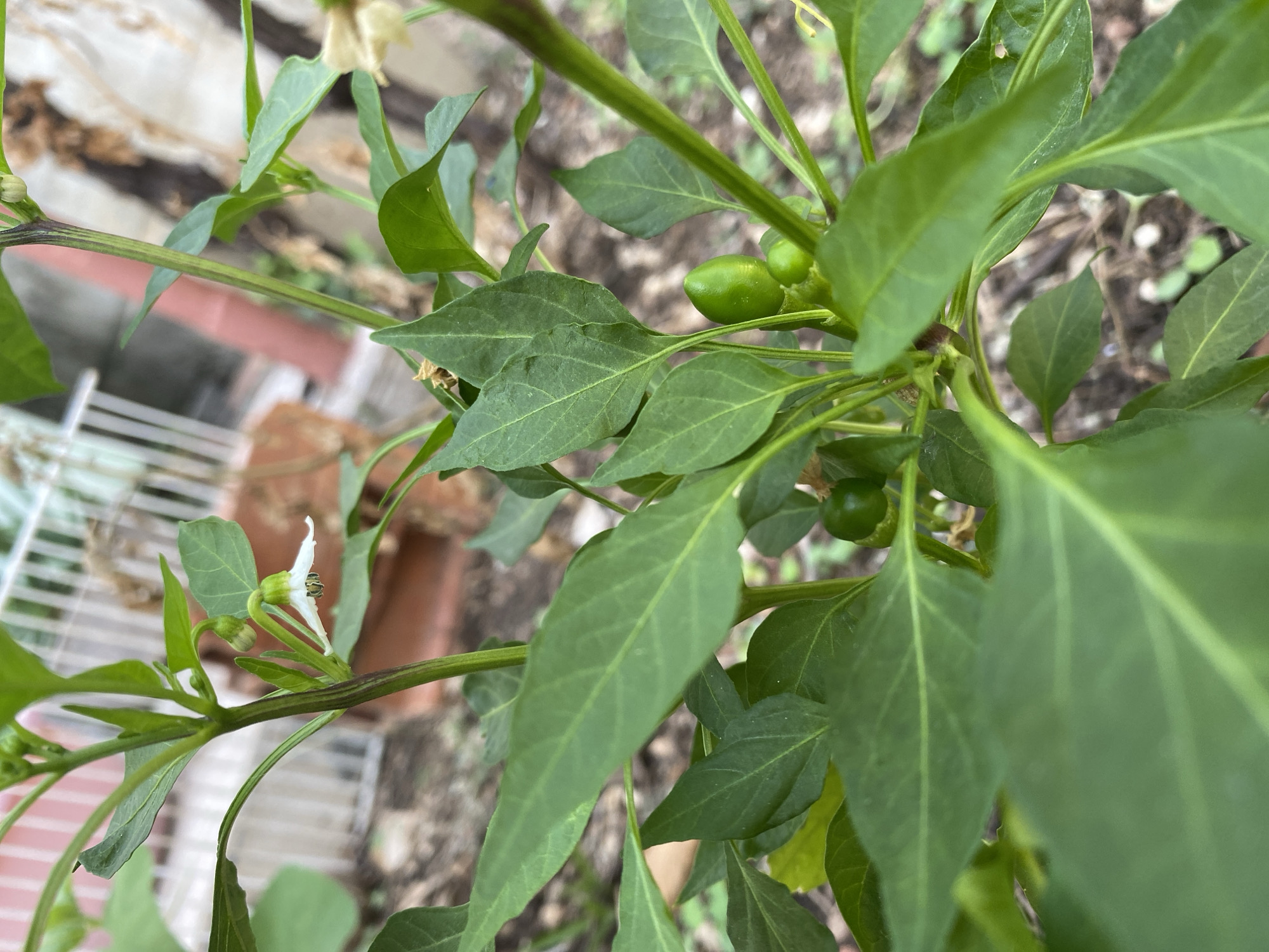 This is a close-up, ground-level, eye-level shot of a pepper plant in Zgrade, Montenegro. The plant has several green leaves and stems. There are two small, green peppers developing, and a single white flower with yellow stamens. The background is blurred, showing soil and some out-of-focus fencing.