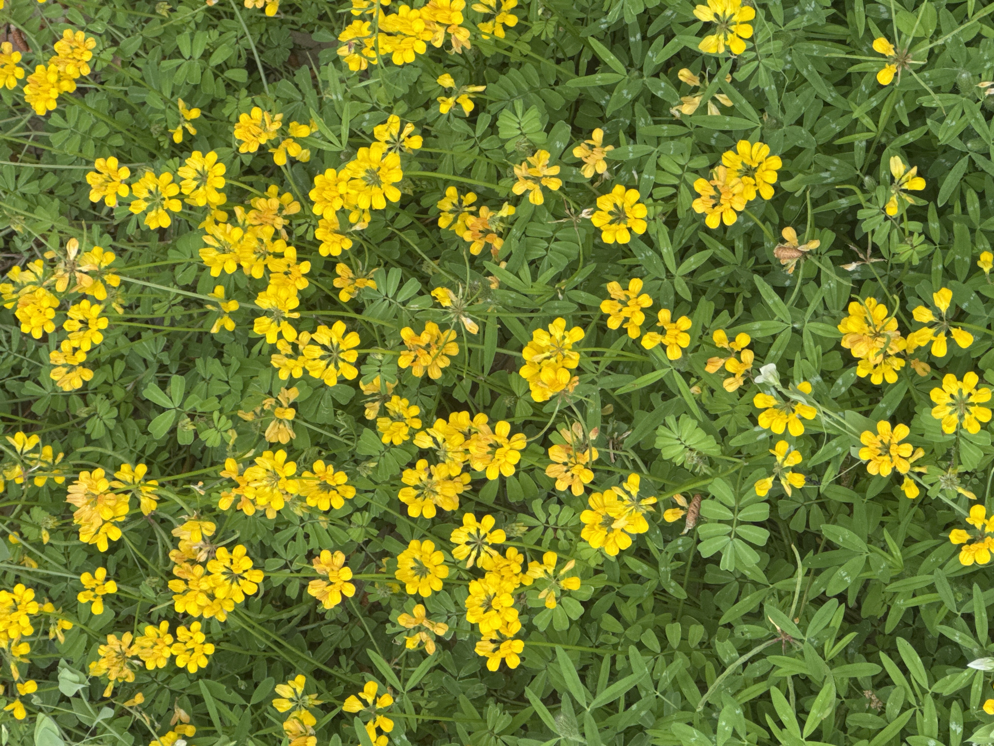 The image shows a close-up overhead view of a patch of yellow wildflowers mixed with green foliage. The yellow flowers are small and clustered, with five petals each. The green foliage is made up of clover-like leaves, with three leaflets per stem. The environment is a natural setting. There are no people, subjects, objects, actions, or interactions. Location in the city of Unknown, Unknown is also unknown.