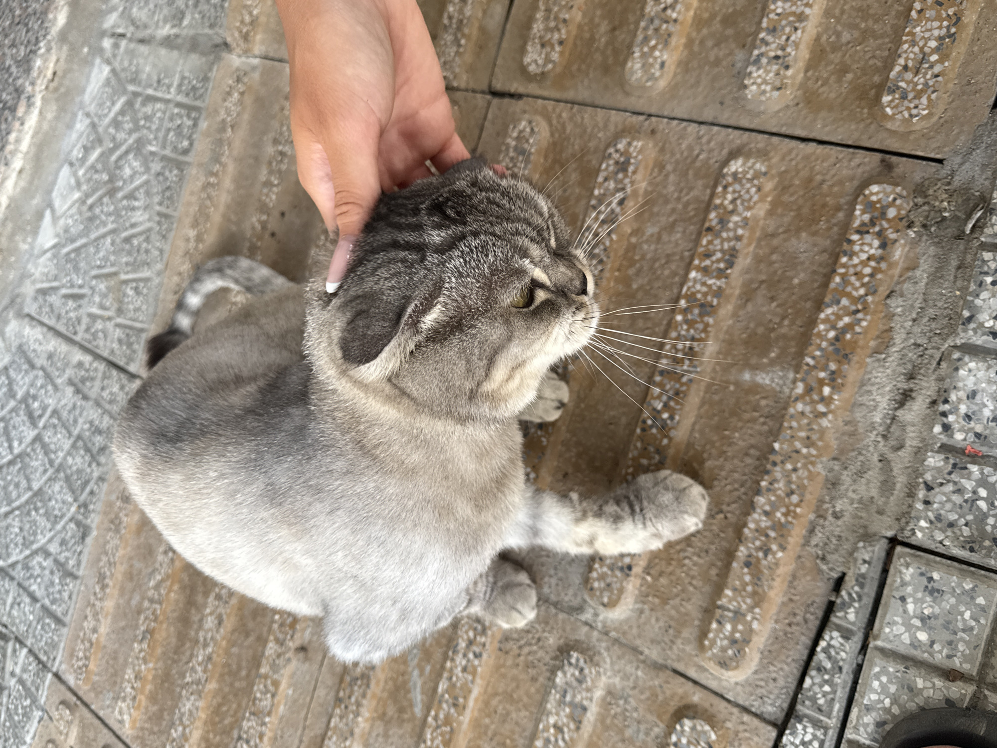 A gray tabby cat is being petted by a person with manicured fingernails on a concrete sidewalk in Đà Nẵng, Vietnam. The sidewalk is composed of alternating rows of grooved tiles and patterned square tiles. The cat is facing right.