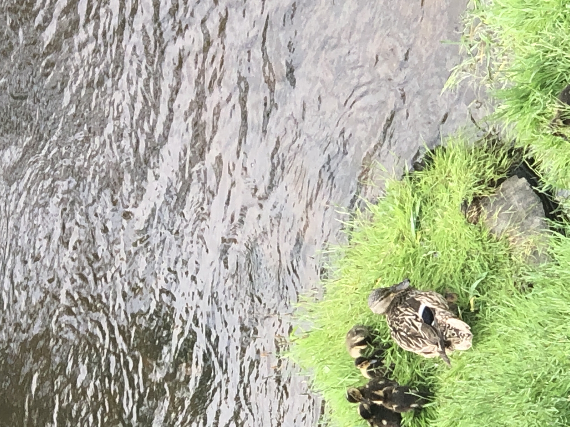 The image shows a mother duck and her ducklings on the bank of a stream or river. The water is dark and appears to be flowing with ripples. The bank is covered in lush green grass, with a few rocks visible. The mother duck is brown and white, with distinct markings on her wings. She is nestled in the grass, with several small, dark-colored ducklings clustered around her. Some of the ducklings are peeking out from under the mother's body. The scene appears to be set in a natural outdoor environment, possibly during daytime, given the bright green of the grass and the general illumination. The overall impression is one of a peaceful and natural moment of a family of ducks in their habitat. There is no visible text in the image. The location context indicates this scene is in Solikamsk, Russia.