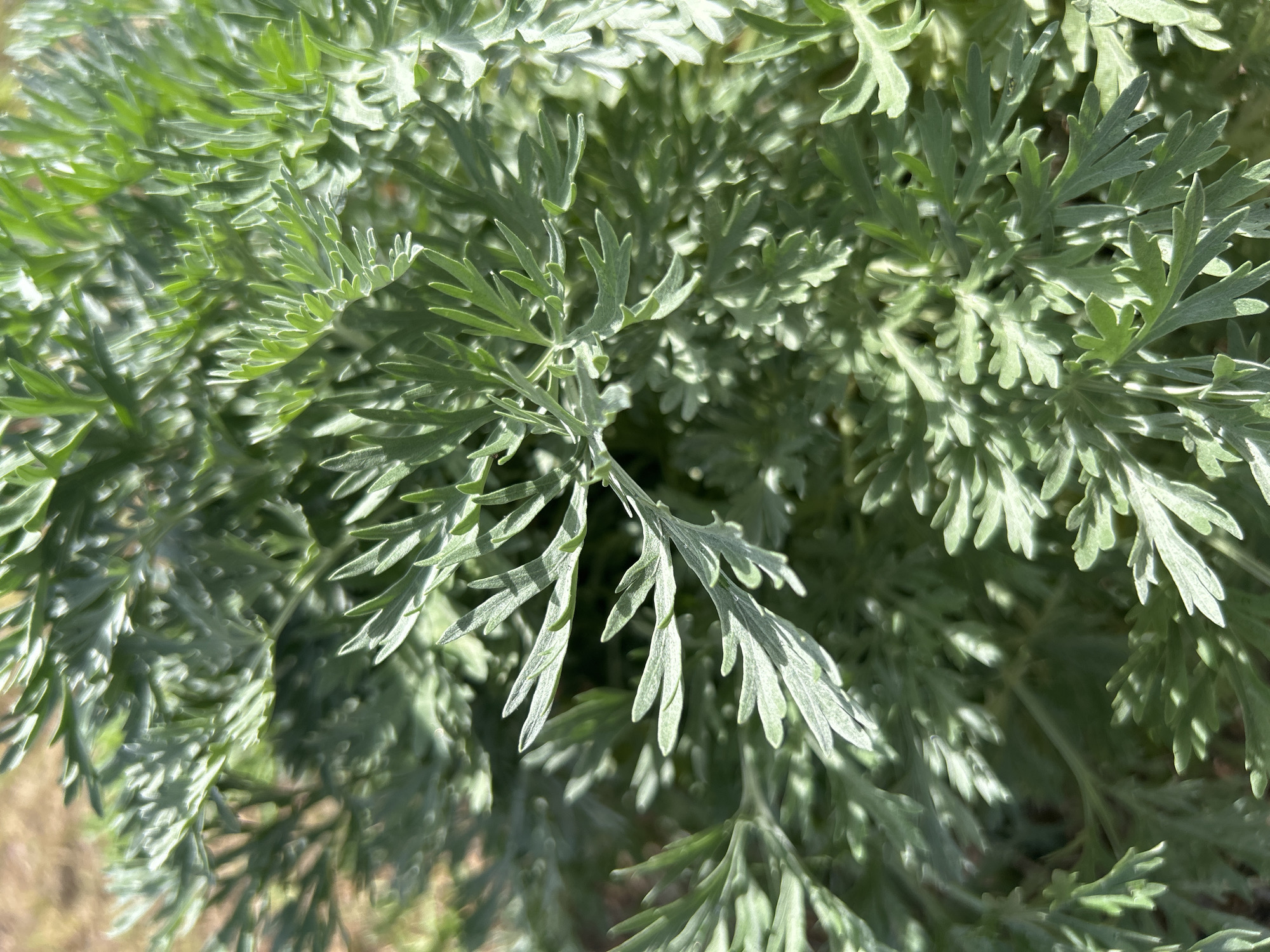 The image shows a close-up of a plant with silvery-green, finely divided leaves. The leaves are densely packed, creating a soft, textured appearance. The plant appears to be healthy and well-maintained. The location is Cape Coral, United States of America.