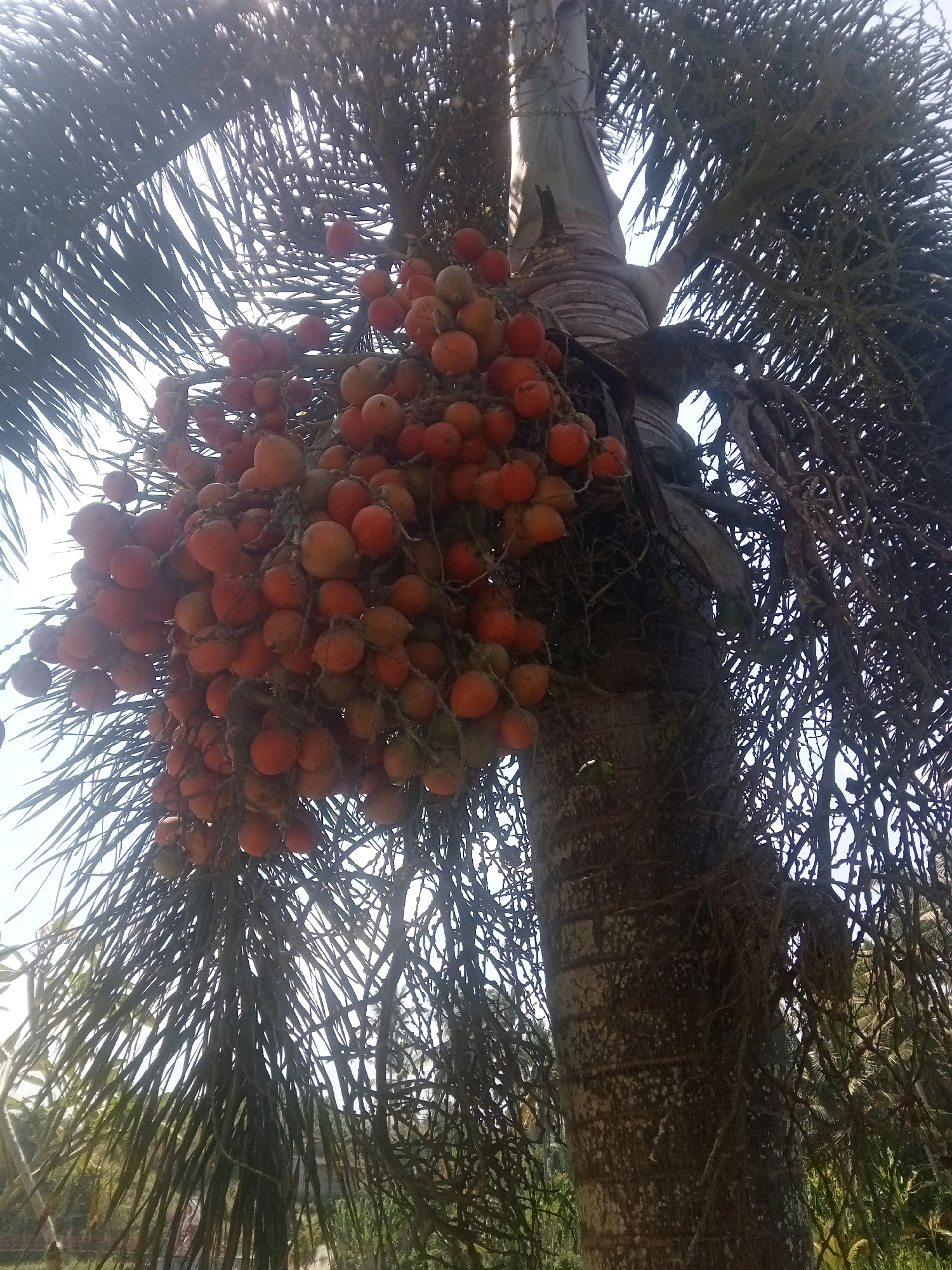 In an outdoor, medium shot, a cluster of ripe, orange-red palm fruits hangs heavily from a palm tree. The fruits are small and round, clustered together on long stems. The tree's trunk is thick and textured, with visible rings and some vines or aerial roots clinging to it. The fronds of the palm tree are dark and feathery, creating a dense canopy against a bright, hazy sky. Sunlight filters through the fronds, creating highlights and shadows. The background is blurred, suggesting a natural environment with hints of other greenery and foliage.