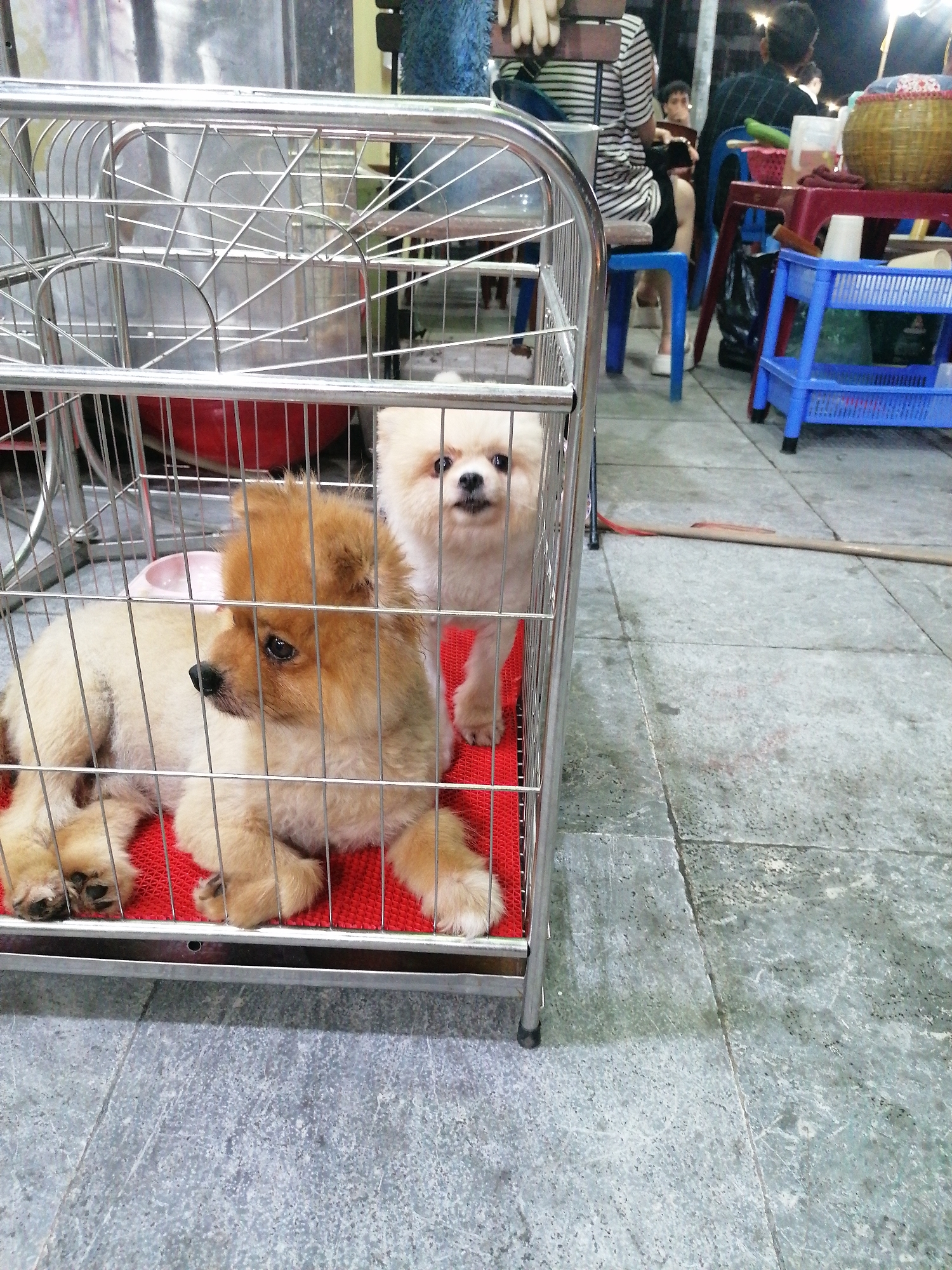 Two small, fluffy dogs are contained within a silver metal cage in the foreground. The dog on the left has light brown/orange fur and is lying down on a red textured mat, looking to its right. Its paws are visible, and a pink bowl is near its head. The dog on the right has white fur, is standing, and looks directly at the camera.
In the background, several people are seated at blue and red plastic tables, suggesting an outdoor or semi-outdoor eatery. One person wearing a striped shirt is visible from the waist down, sitting on a blue plastic stool. Another person with a dark shirt is seen from behind. A woven basket and various containers are on the tables, indicating food or drinks. The ground is paved with grey concrete or tiles. A long stick or broom lies on the ground to the right of the cage.
The scene appears to be taking place in the evening or at night, as indicated by the artificial lighting illuminating the background area. The setting, with its specific type of furniture and open-air arrangement, is characteristic of street food stalls or casual eateries often found in places like Bai Chay Ward, Vietnam. No discernible text is visible in the image.