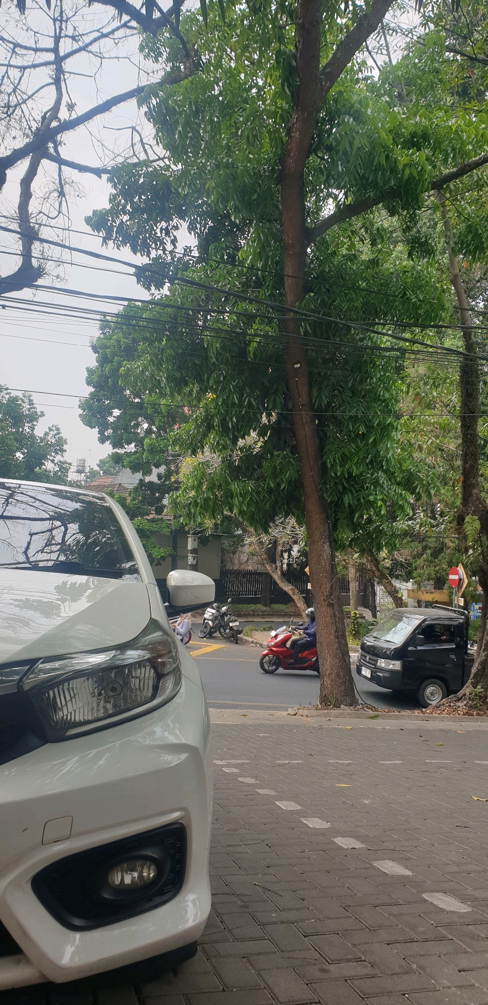 A street scene in Bandung, Indonesia features a white car parked on the right side of the frame, with its front bumper and headlight visible. A tall tree with lush green leaves is positioned behind the car and extends upwards, with power lines crisscrossing in front of it. Further down the street, several motorcycles and a black pickup truck are parked or in motion. One motorcycle is red and being ridden by a person. The street is paved with interlocking grey bricks and white dashed lines indicate parking spaces. The background shows buildings and more trees.
