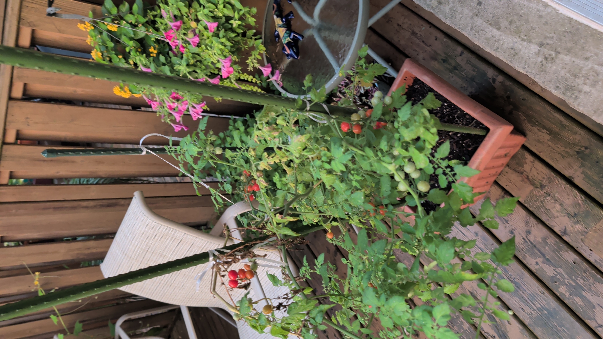 This is an outdoor, eye-level, medium shot of a potted tomato plant with ripening tomatoes on a wooden deck. The tomato plant is in the center of the frame, in an orange plastic pot. There are green and red cherry tomatoes on the vine. To the left of the plant is a portion of a white wicker chair. Behind the plant is a wooden fence. To the right of the plant, a glass-topped table with a blue and green decorative lizard is visible. There are also pink and yellow flowers in hanging baskets in the background. The lighting suggests it is late afternoon or early evening. The scene is set on a wooden deck, typical of an urban backyard or balcony setting. Based on the content of the image, it is not possible to determine the specific location in the city of London, Canada.
