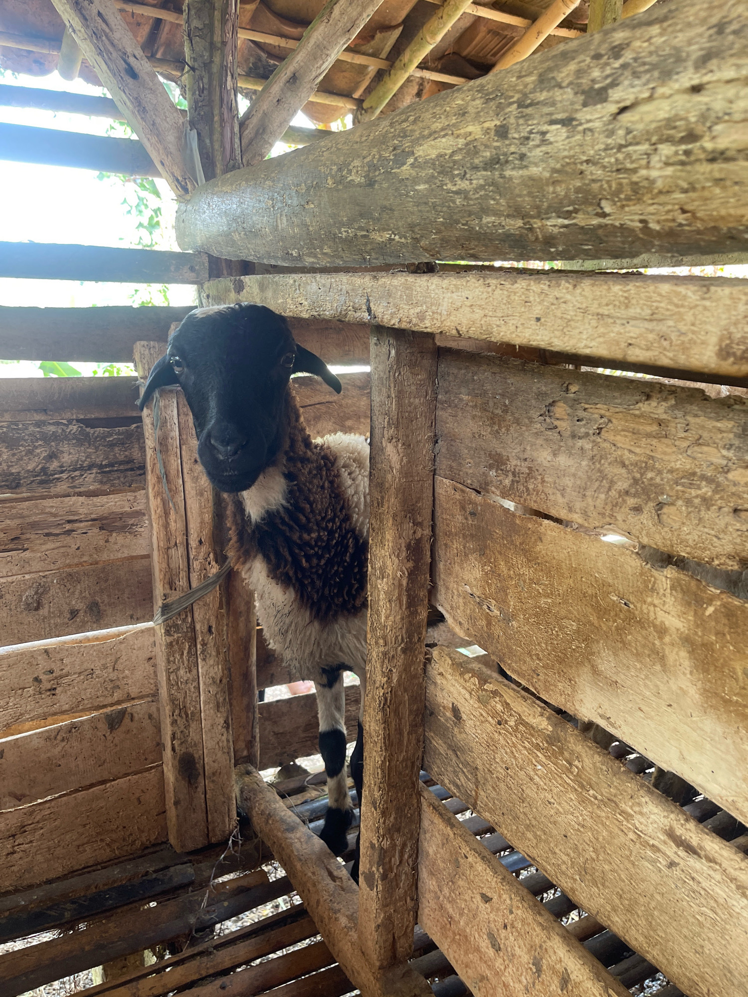 An upward-angle medium shot captures a sheep with a black head and brown and white patched body inside a wooden enclosure. The sheep's face is directed forward, with its ears perked up and eyes looking towards the viewer. A thin rope is tied around its neck and looped over a vertical wooden post to its left. The enclosure is constructed from rough-hewn wooden planks and beams, some of which appear weathered and have small holes. The roof of the enclosure is made of bamboo poles and possibly thatch, with sunlight filtering through the gaps. The ground within the enclosure is not clearly visible, but appears to be covered with debris. The overall setting suggests a rural or farm environment, potentially in Pabuaran, Indonesia, given the architectural style and the presence of livestock. The background shows glimpses of greenery and a bright, possibly overcast sky.