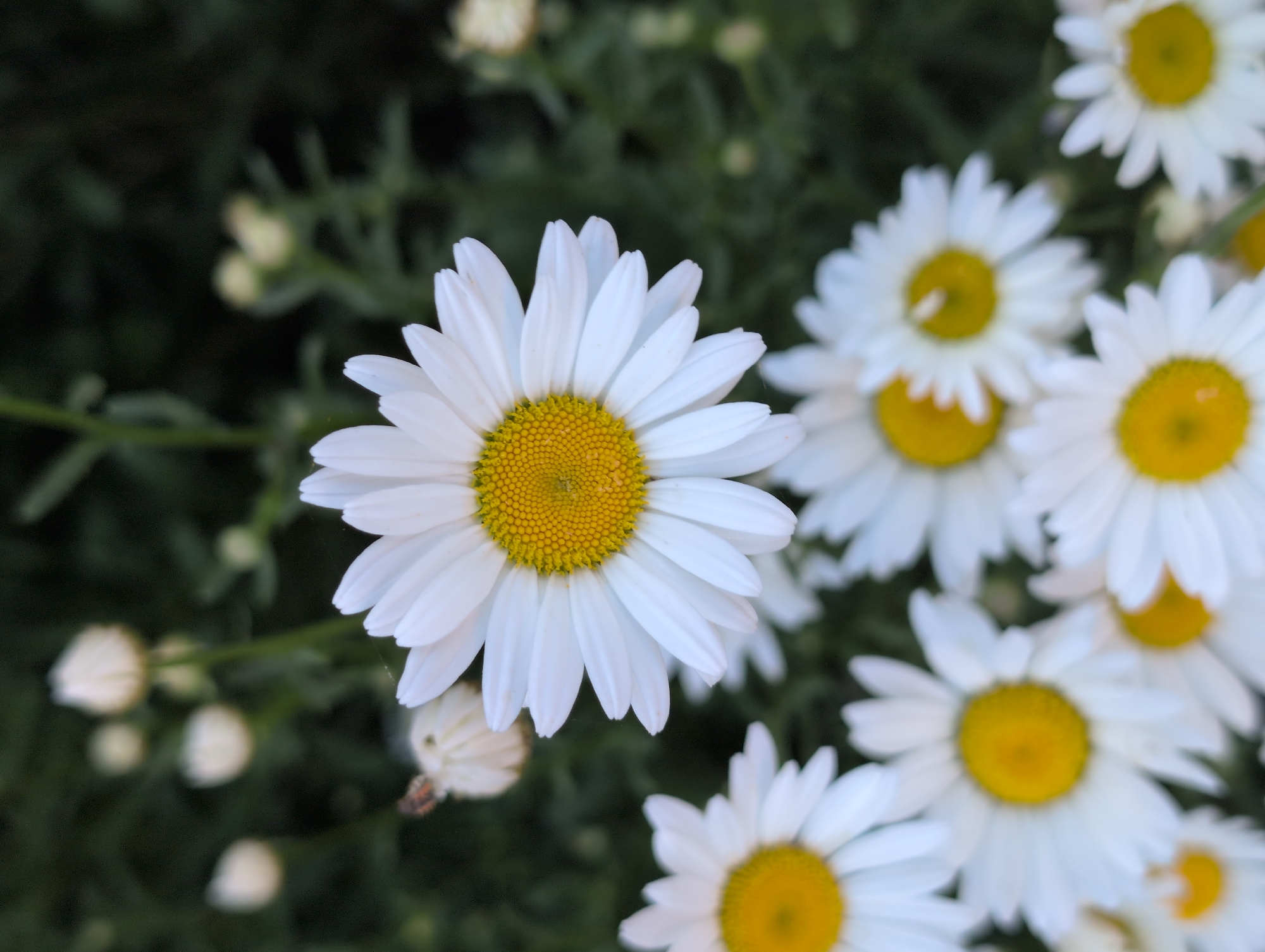 A close-up, top-down view of a cluster of white daisies with yellow centers. The main daisy in the center is in sharp focus, showcasing its white petals and detailed yellow center. Other daisies are visible in various states of focus, some blurred in the foreground and background. The background consists of dark green foliage and some out-of-focus white buds. The lighting suggests it may be daytime, possibly overcast or in shade, given the soft illumination. There are no people or man-made structures visible. The image appears to be taken outdoors in a natural setting.
