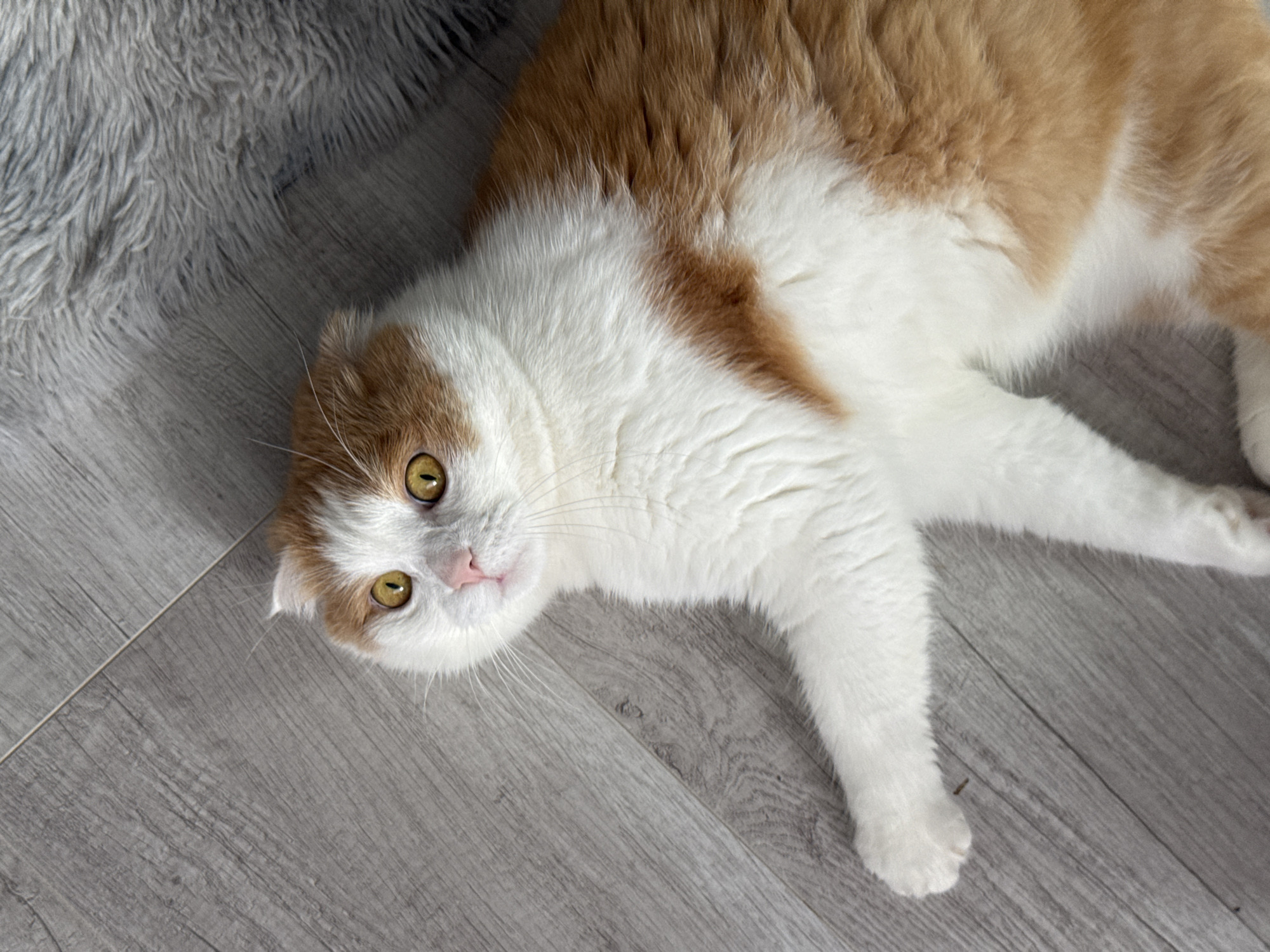 A tan and white Scottish Fold cat lies on a gray wood-look floor. The cat is positioned with its head angled toward the lower left of the image, its golden eyes gazing upwards. Part of a gray fuzzy mat is visible in the upper left corner. The location is not evident from the image and cannot be determined as being in Saratov, Russia.