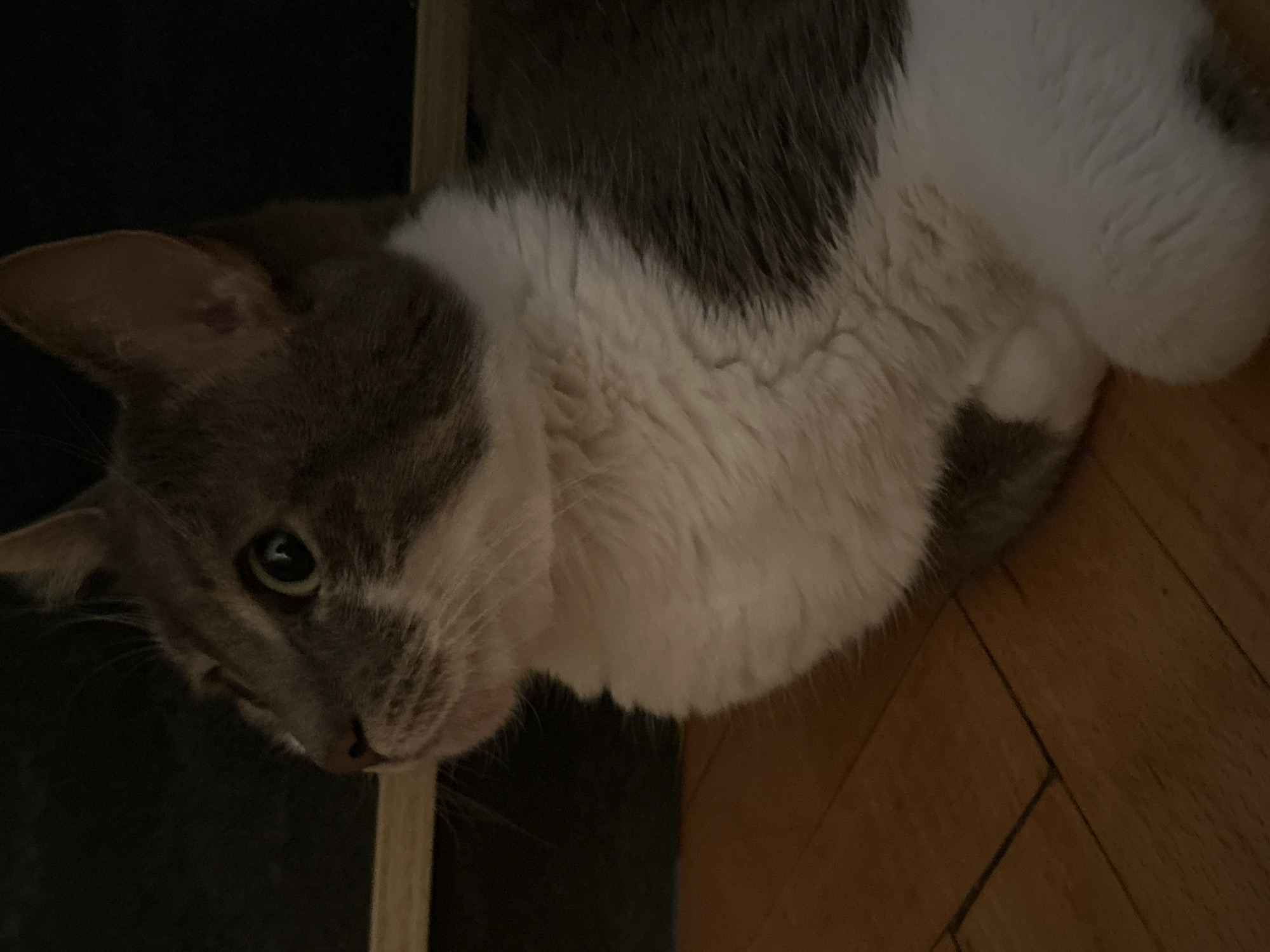 The image displays a close-up, side profile of a gray and white domestic cat lying on a wooden floor. The cat is looking to the left, with its green eyes alert and its ears perked. The background is dark and out of focus, obscuring any specific details about the environment. No indication of Sofia, Bulgaria, is present in the image.
